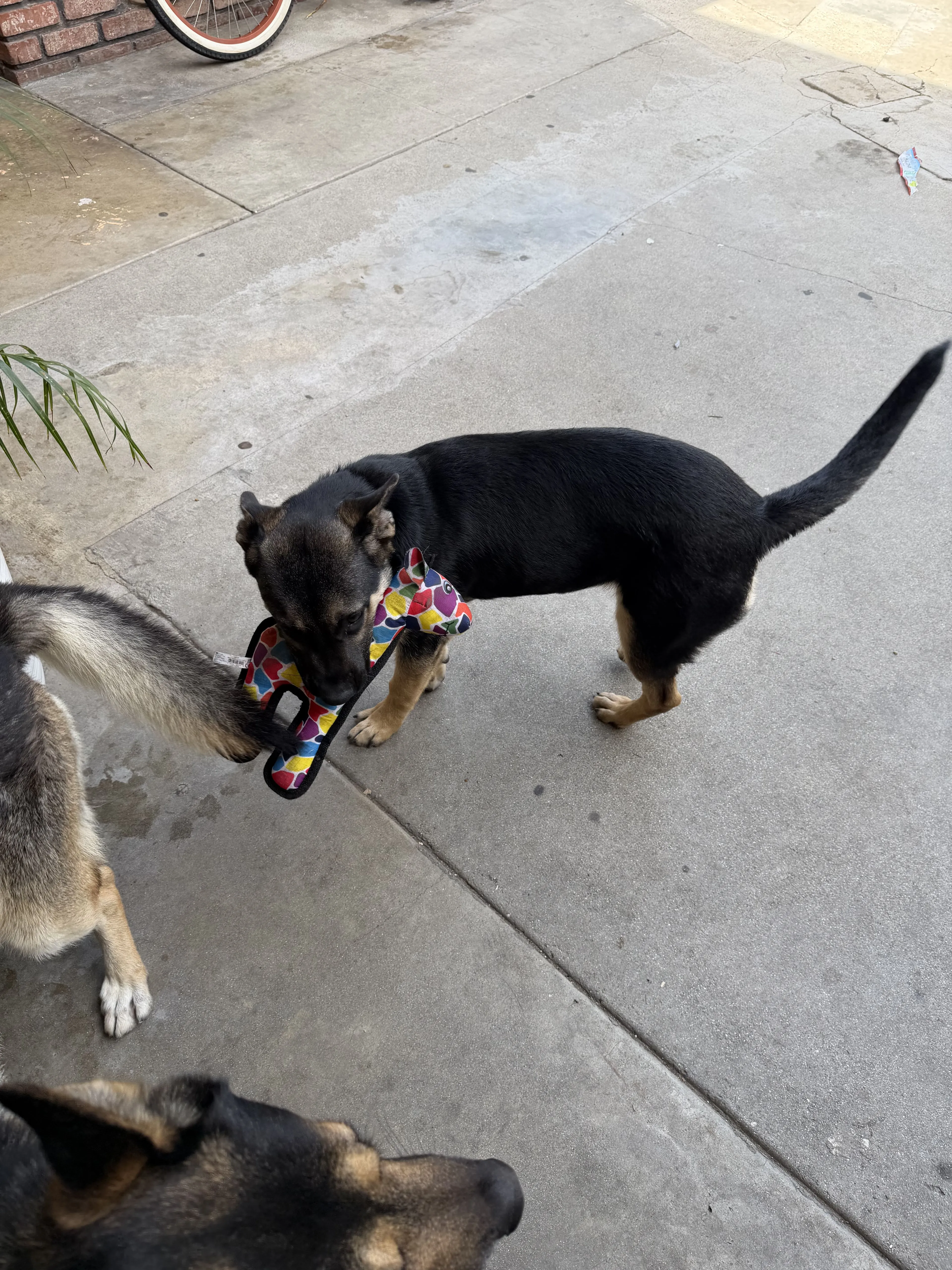Lost pet-1