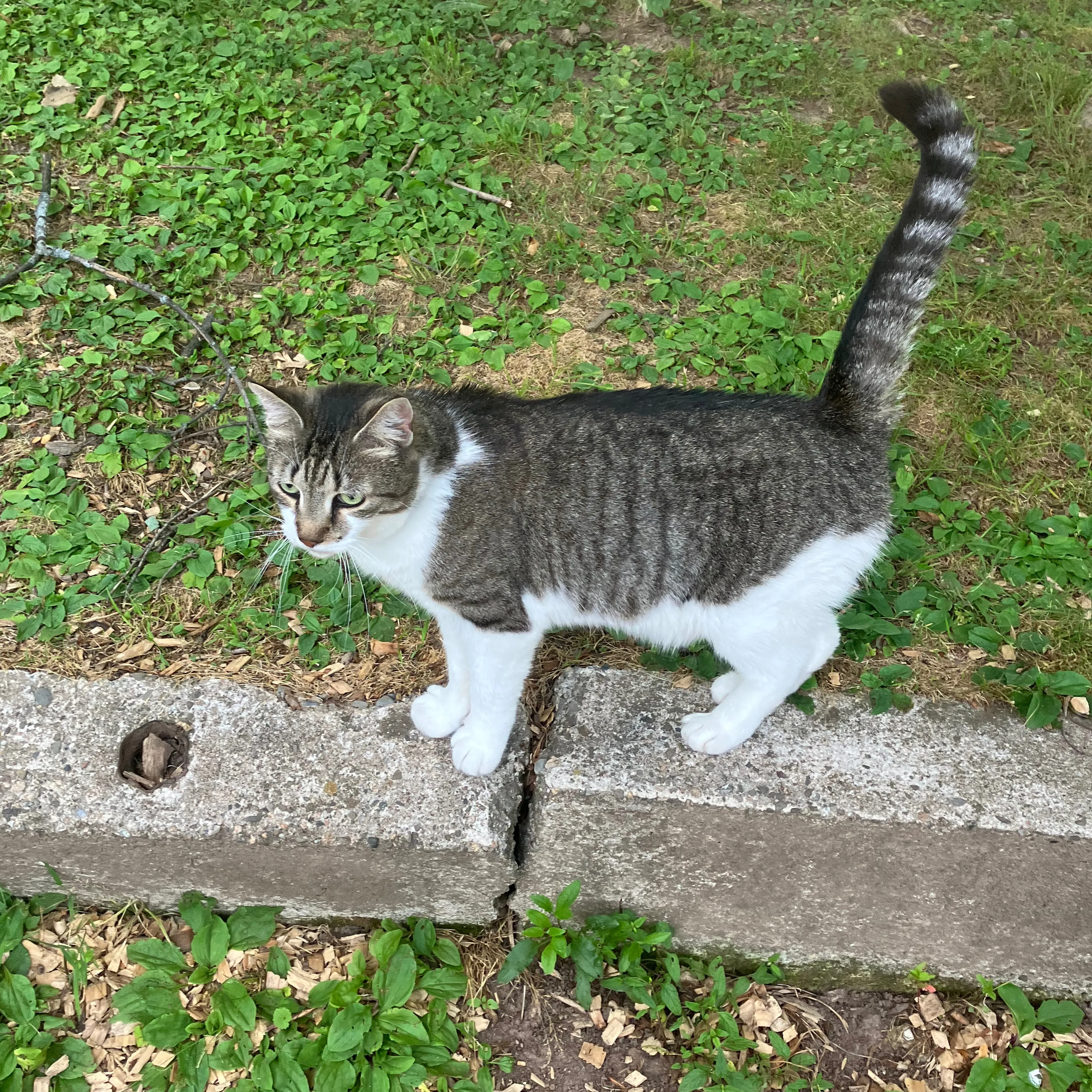 Lost pet-3
