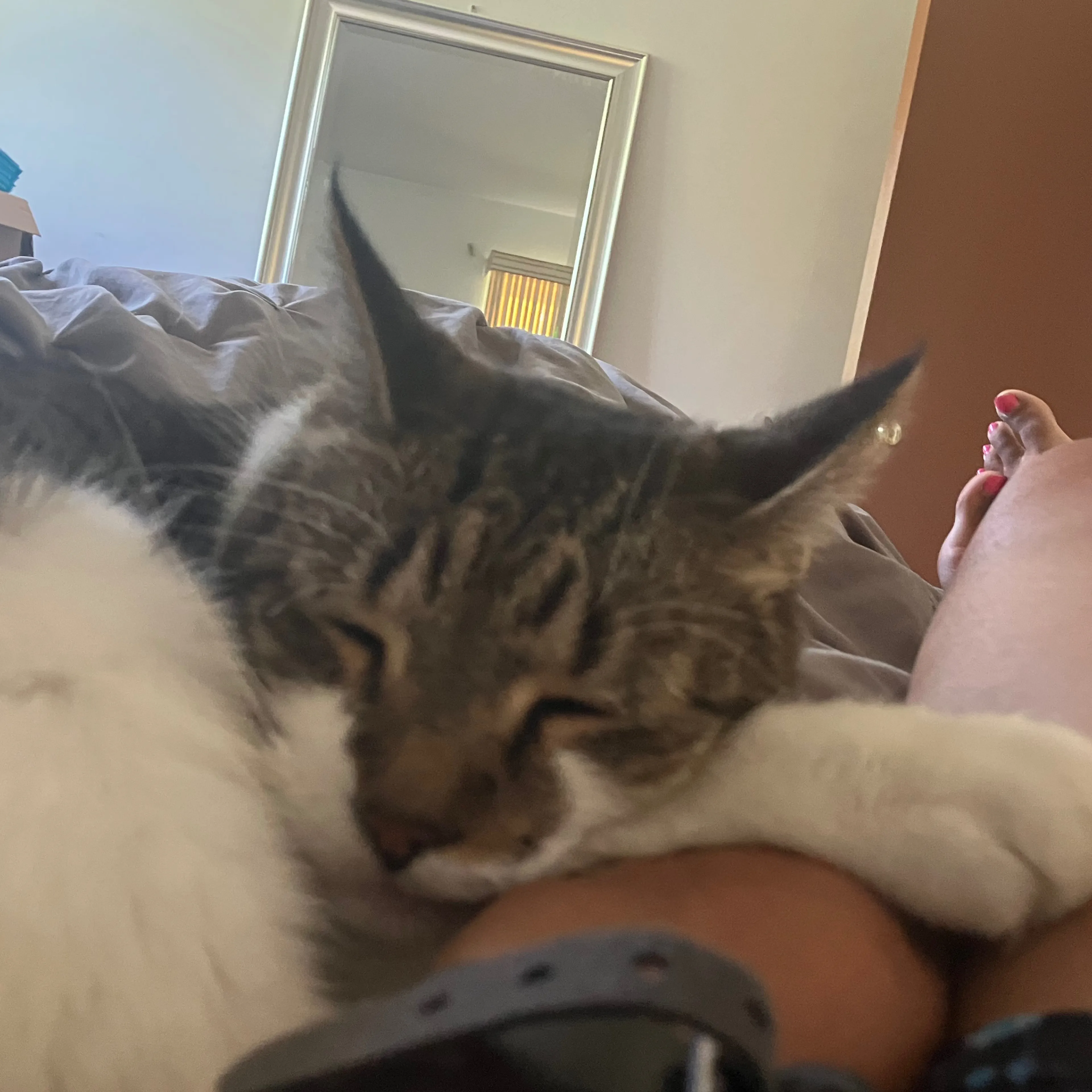 Lost pet-2