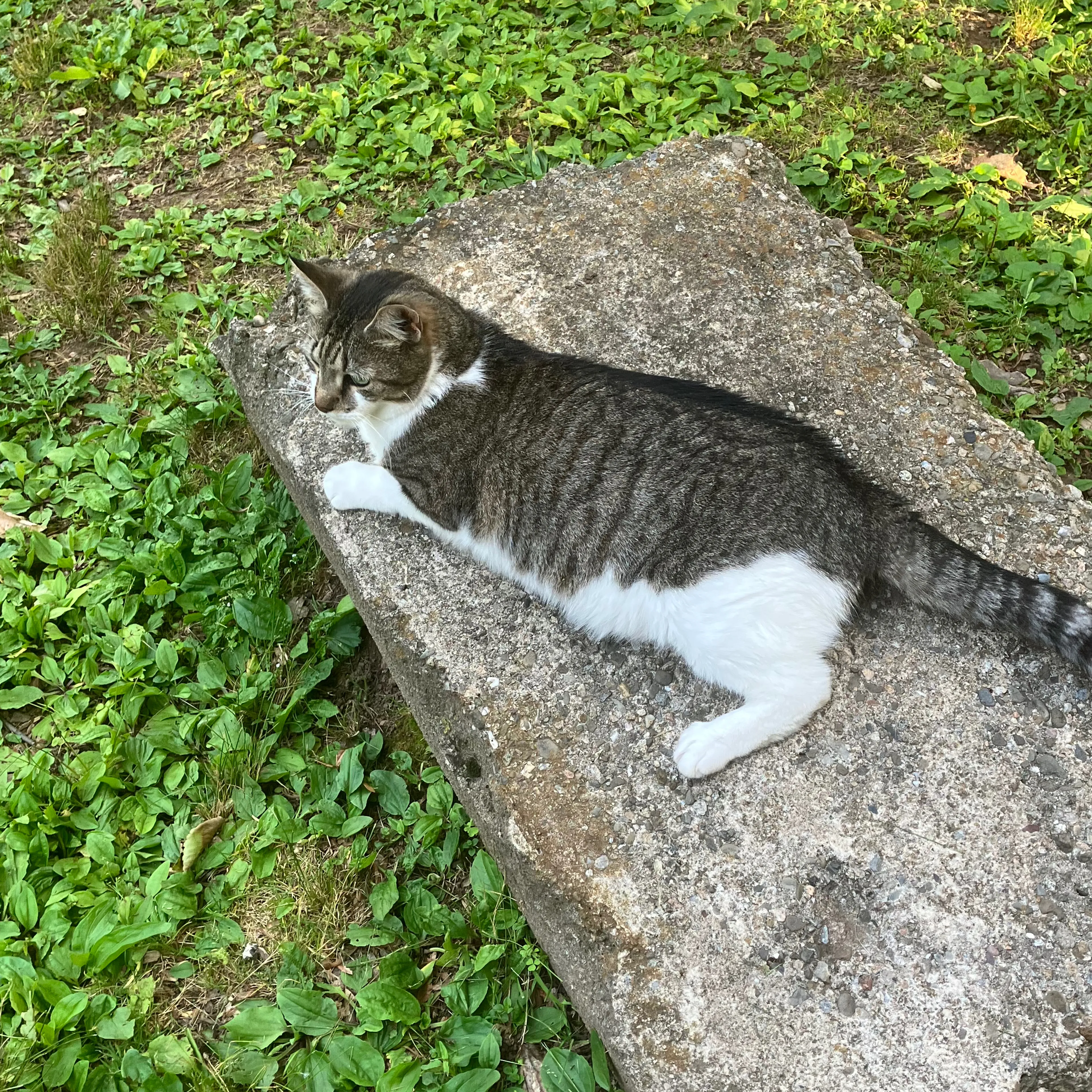 Lost pet-1
