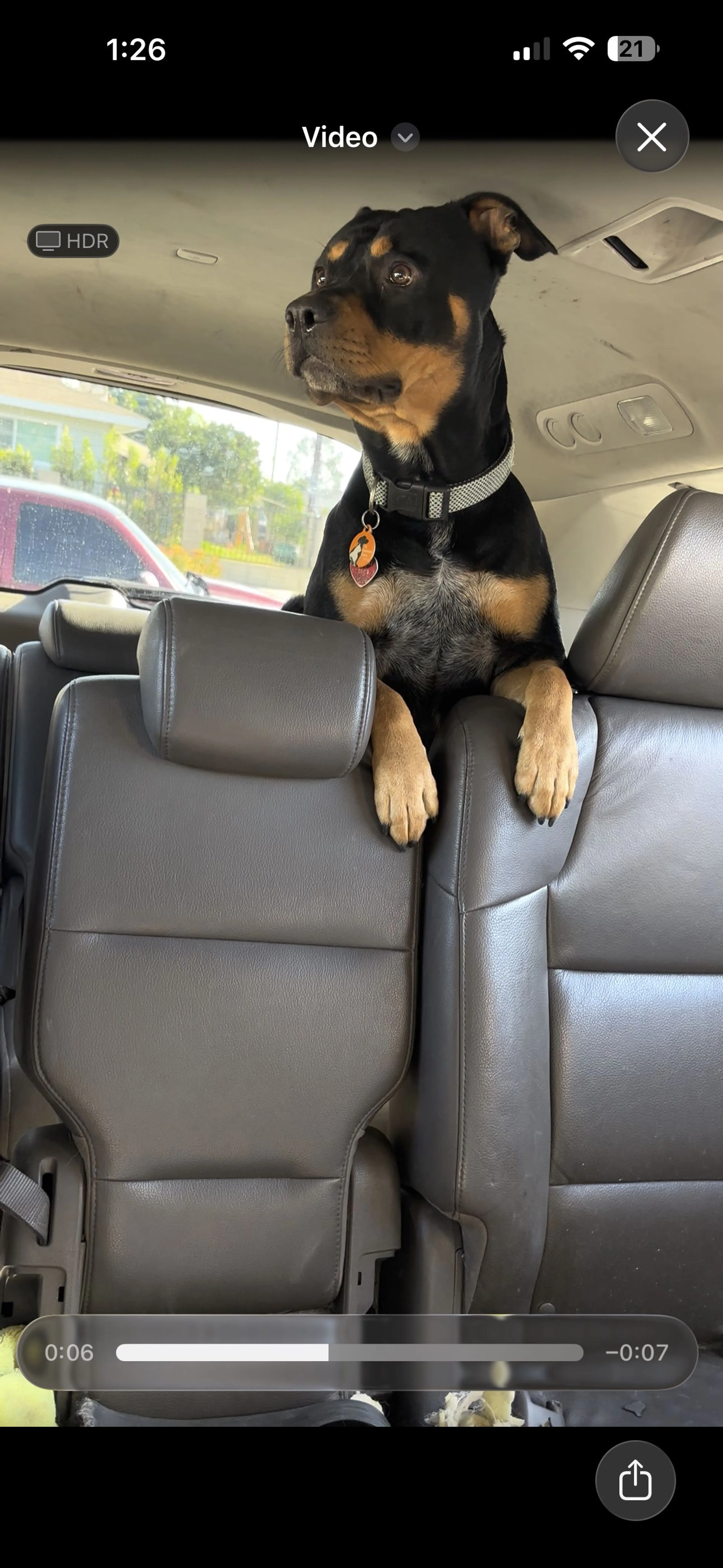 Lost pet-1