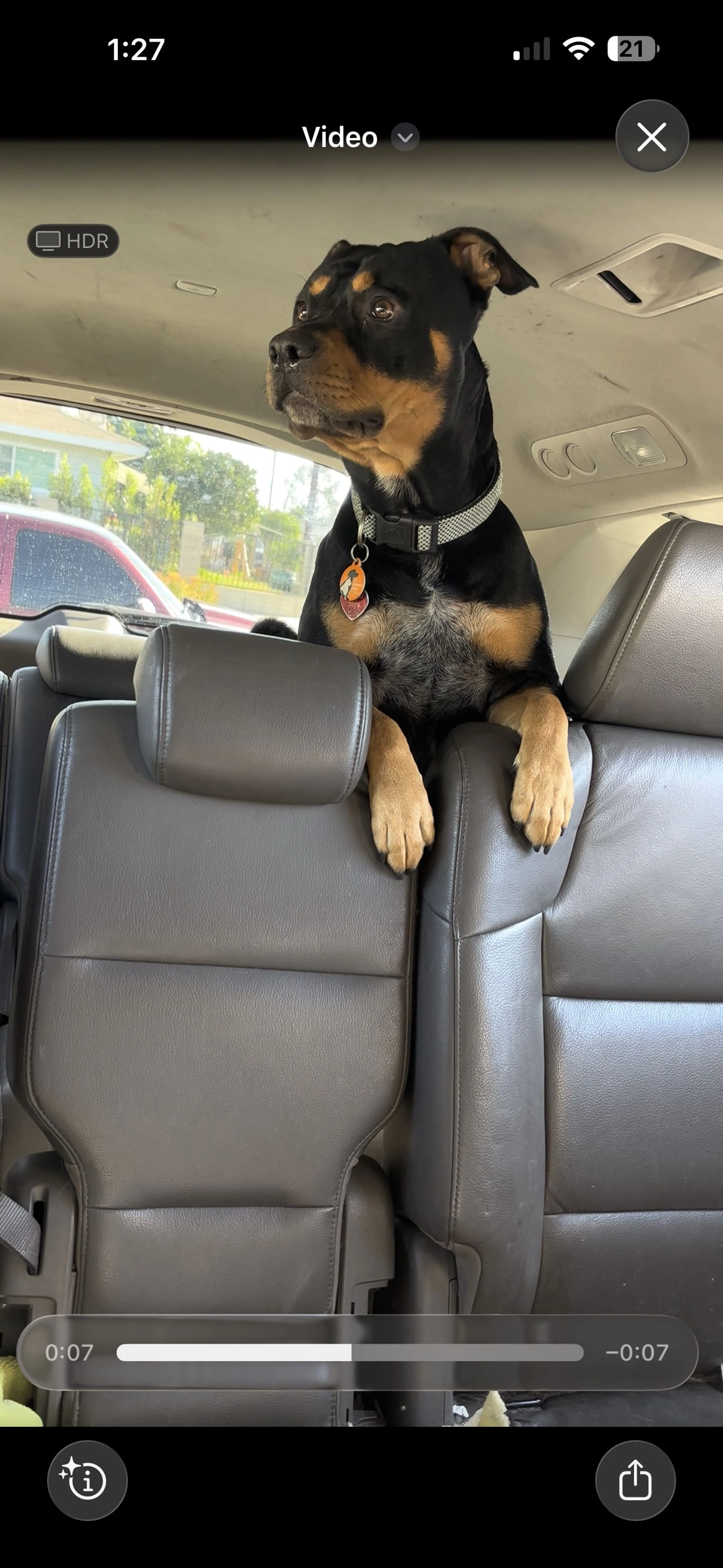 Lost pet-0