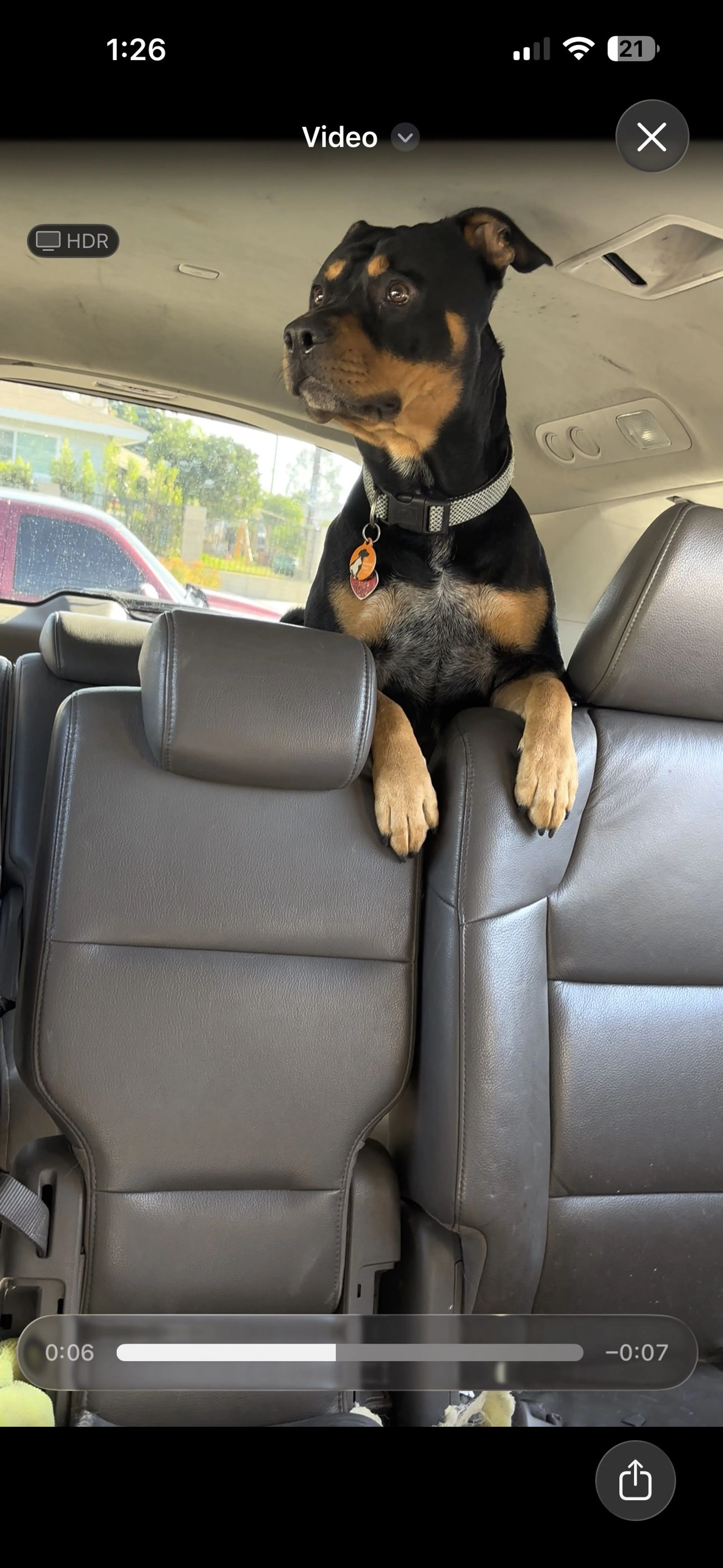 Lost pet-2