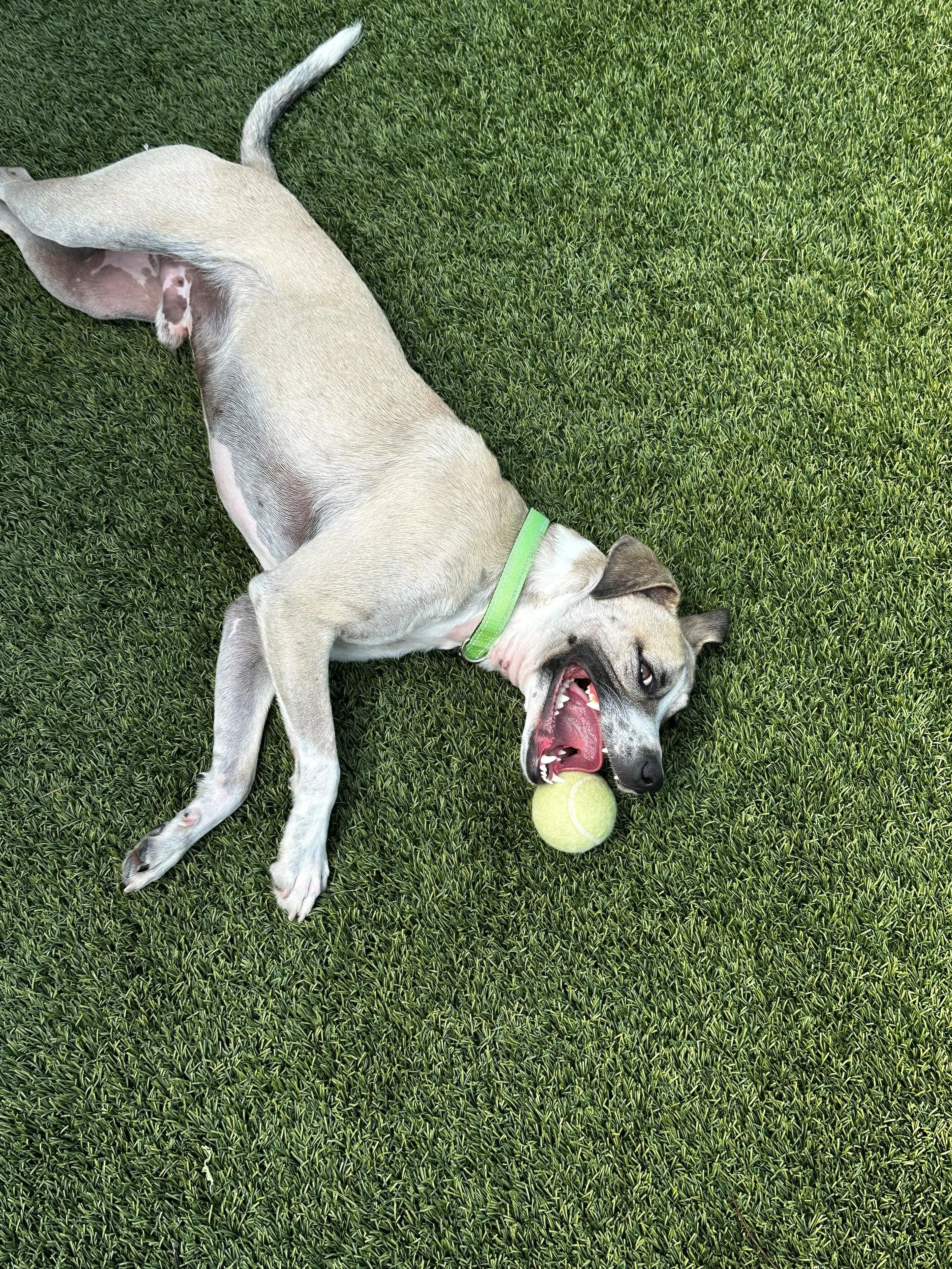 Found pet-1