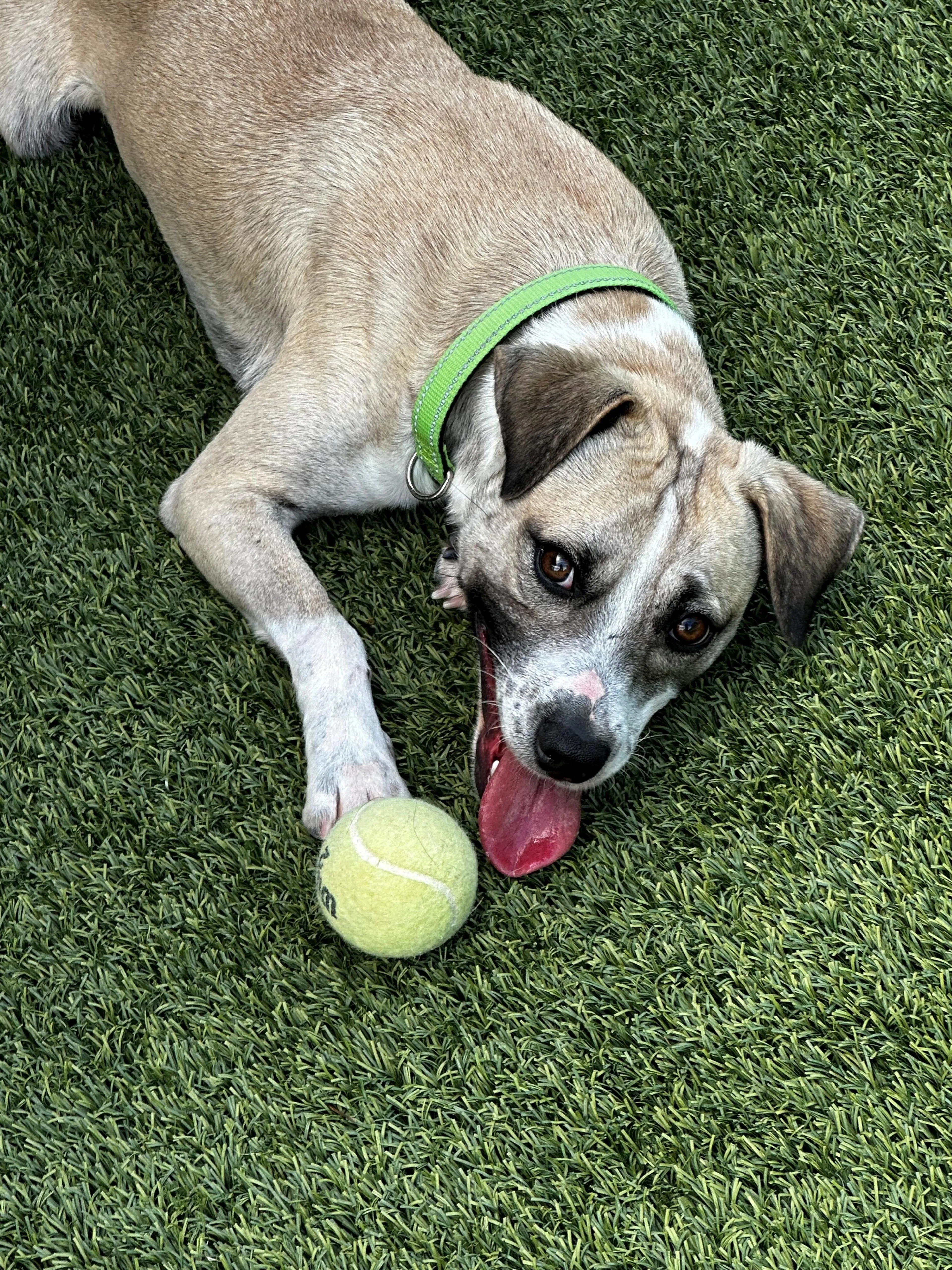 Found pet-2