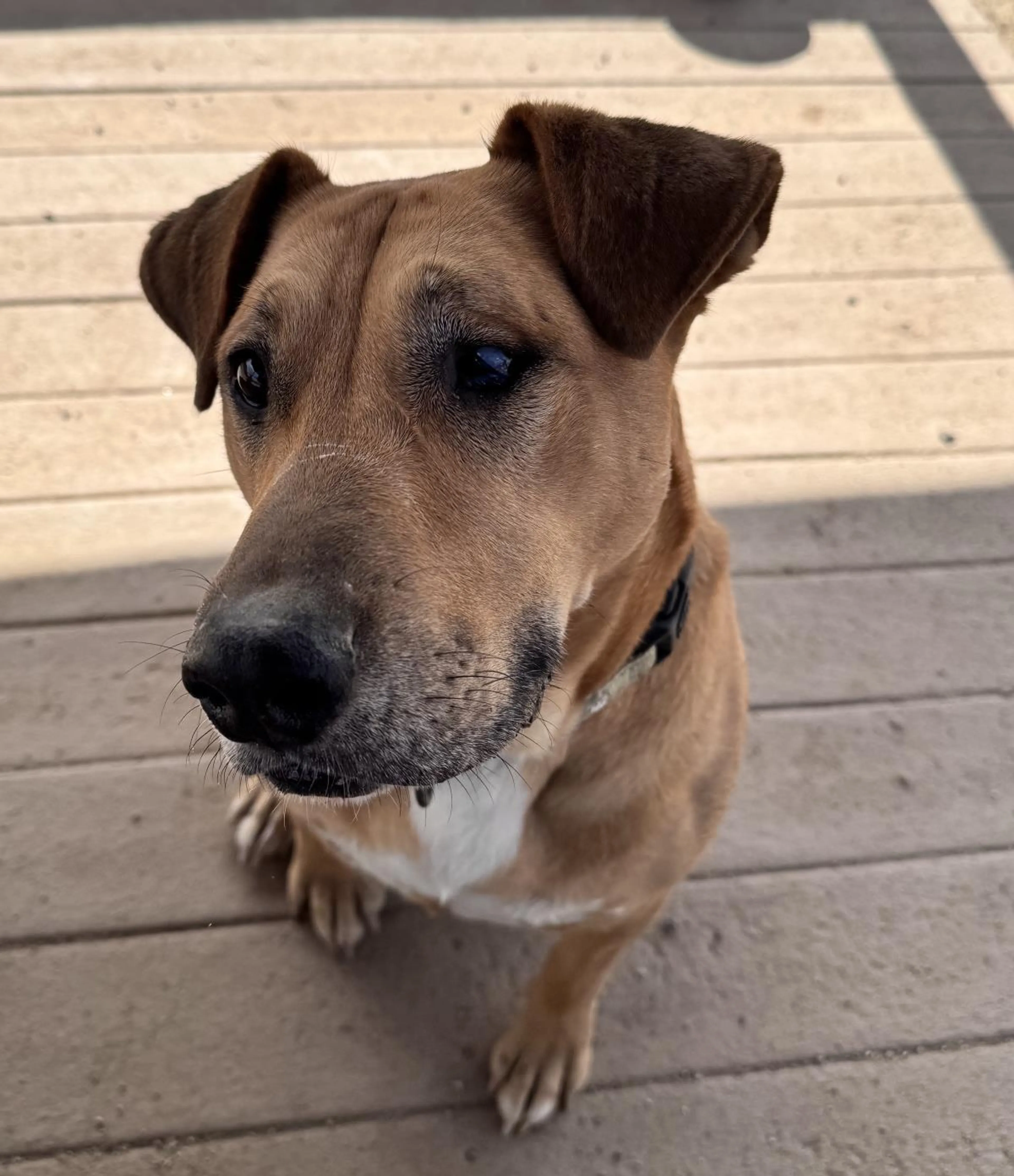 Found pet-1