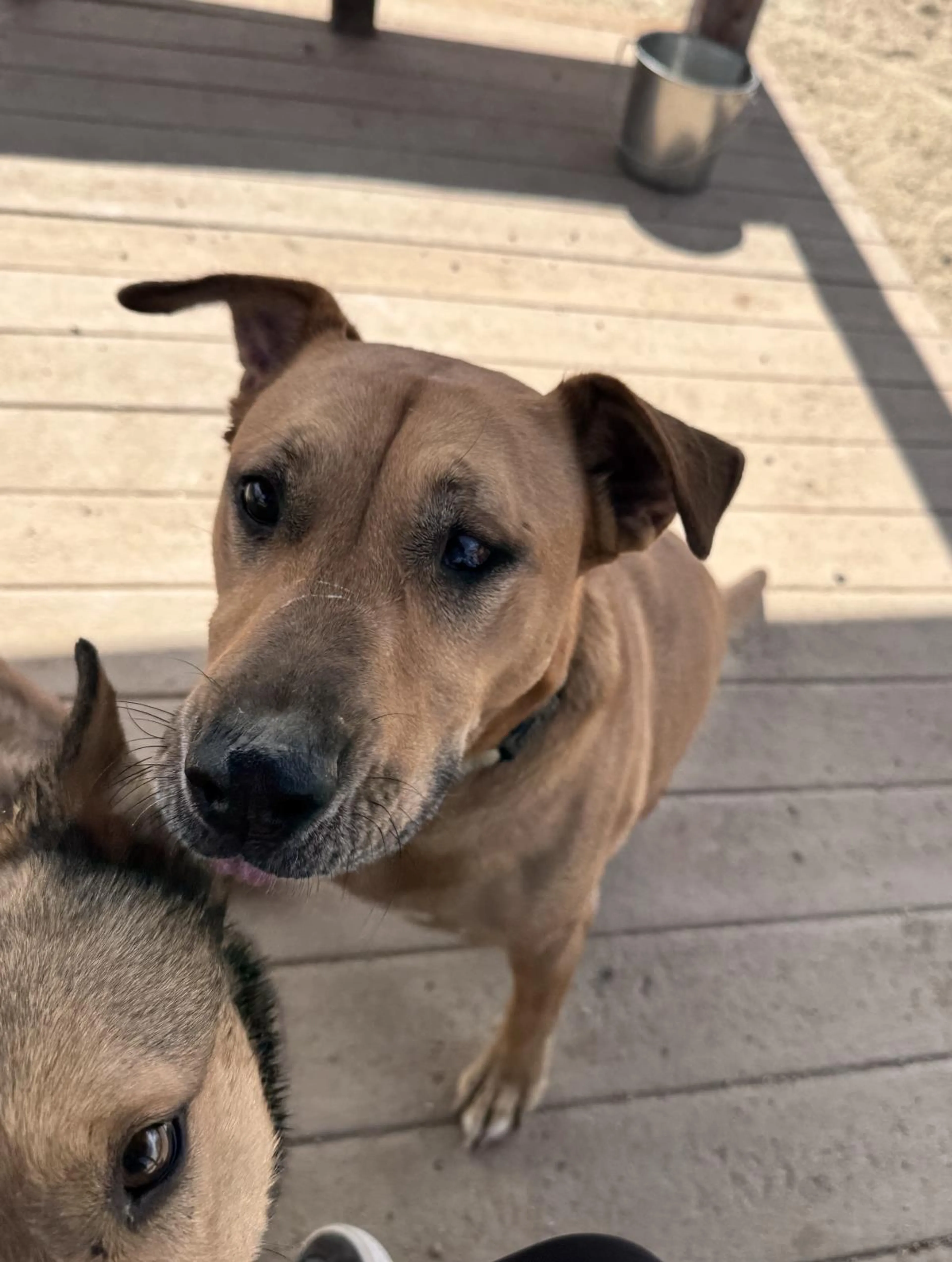 Found pet-2