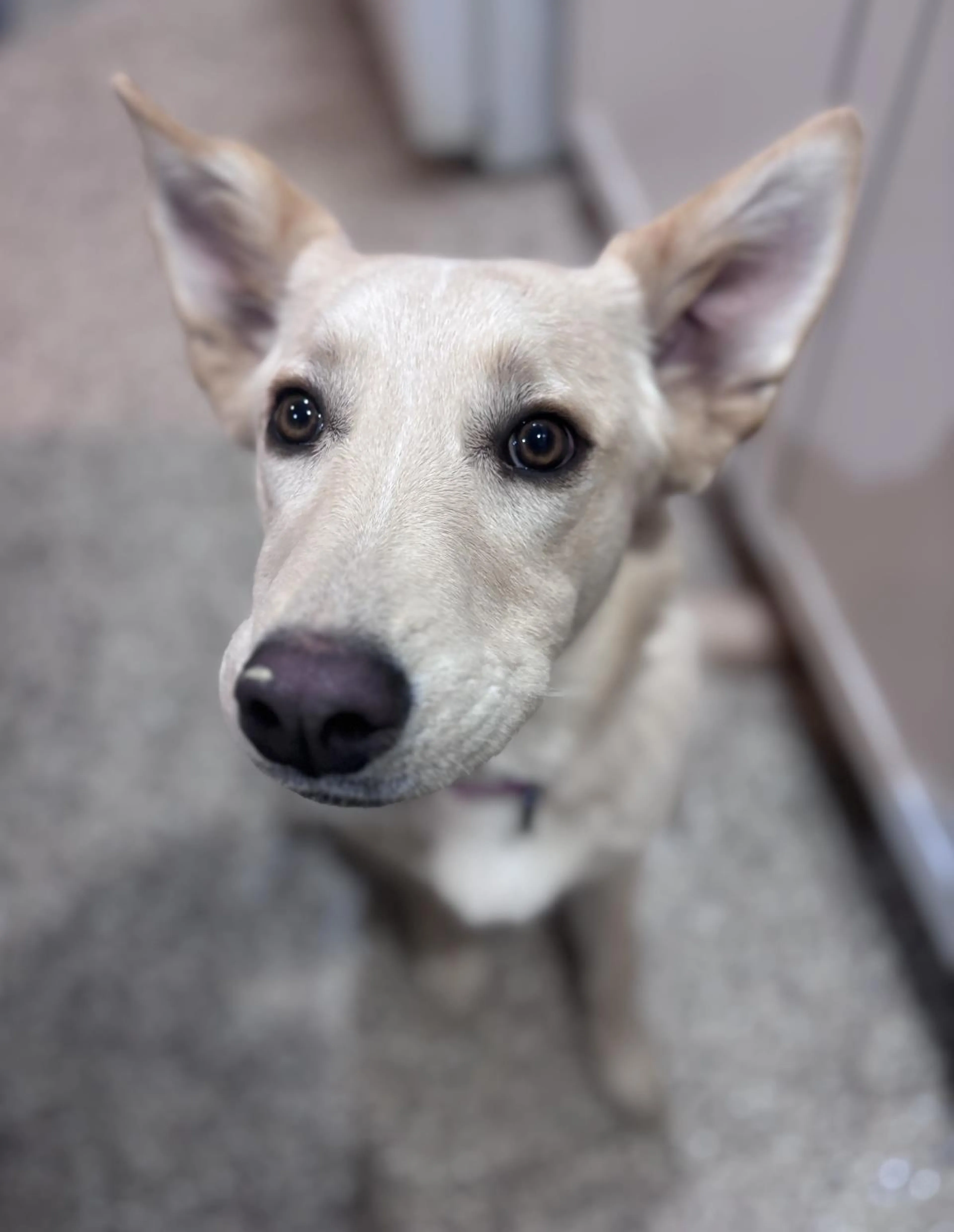 Found pet-2