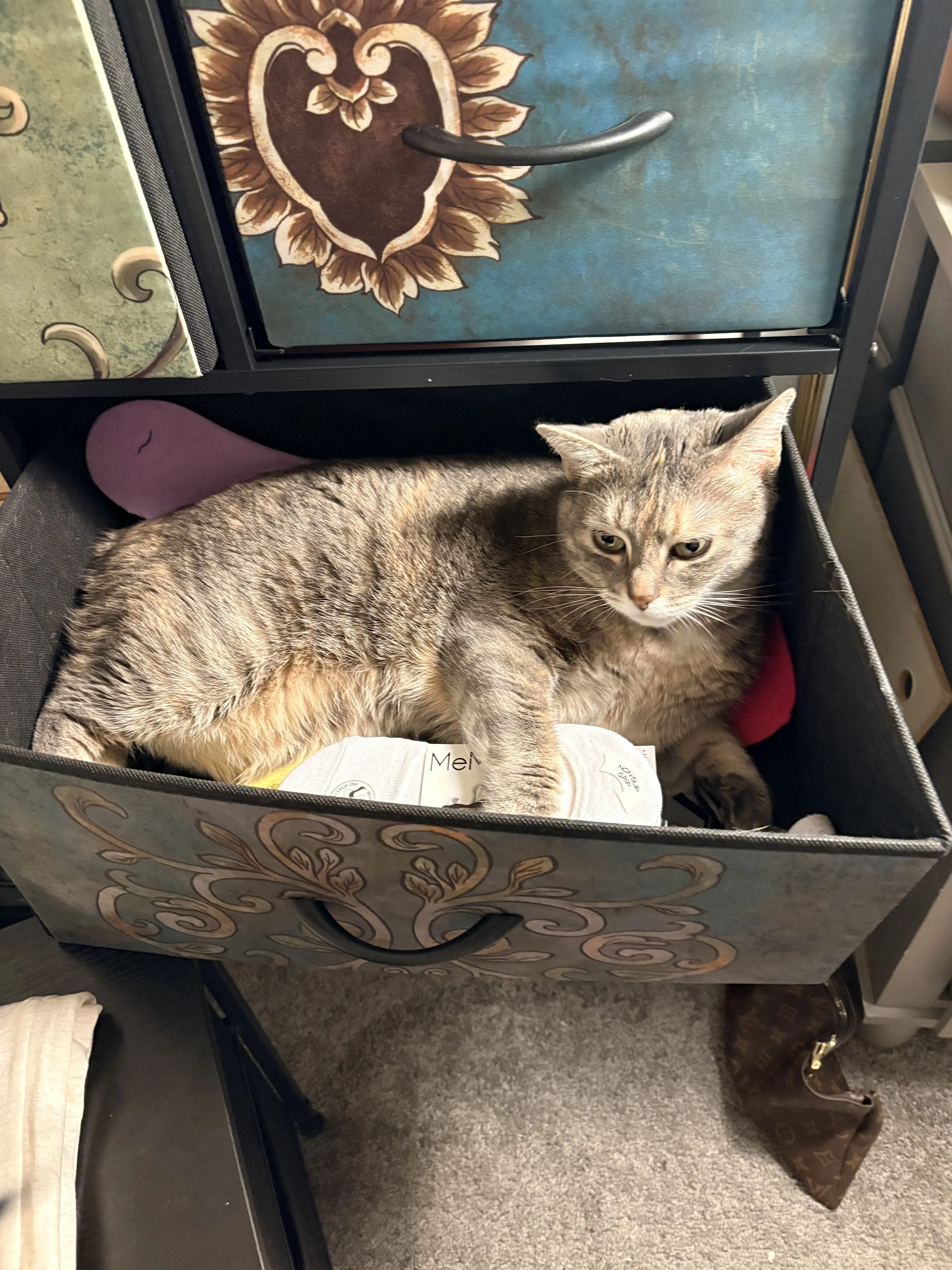 Lost pet-1
