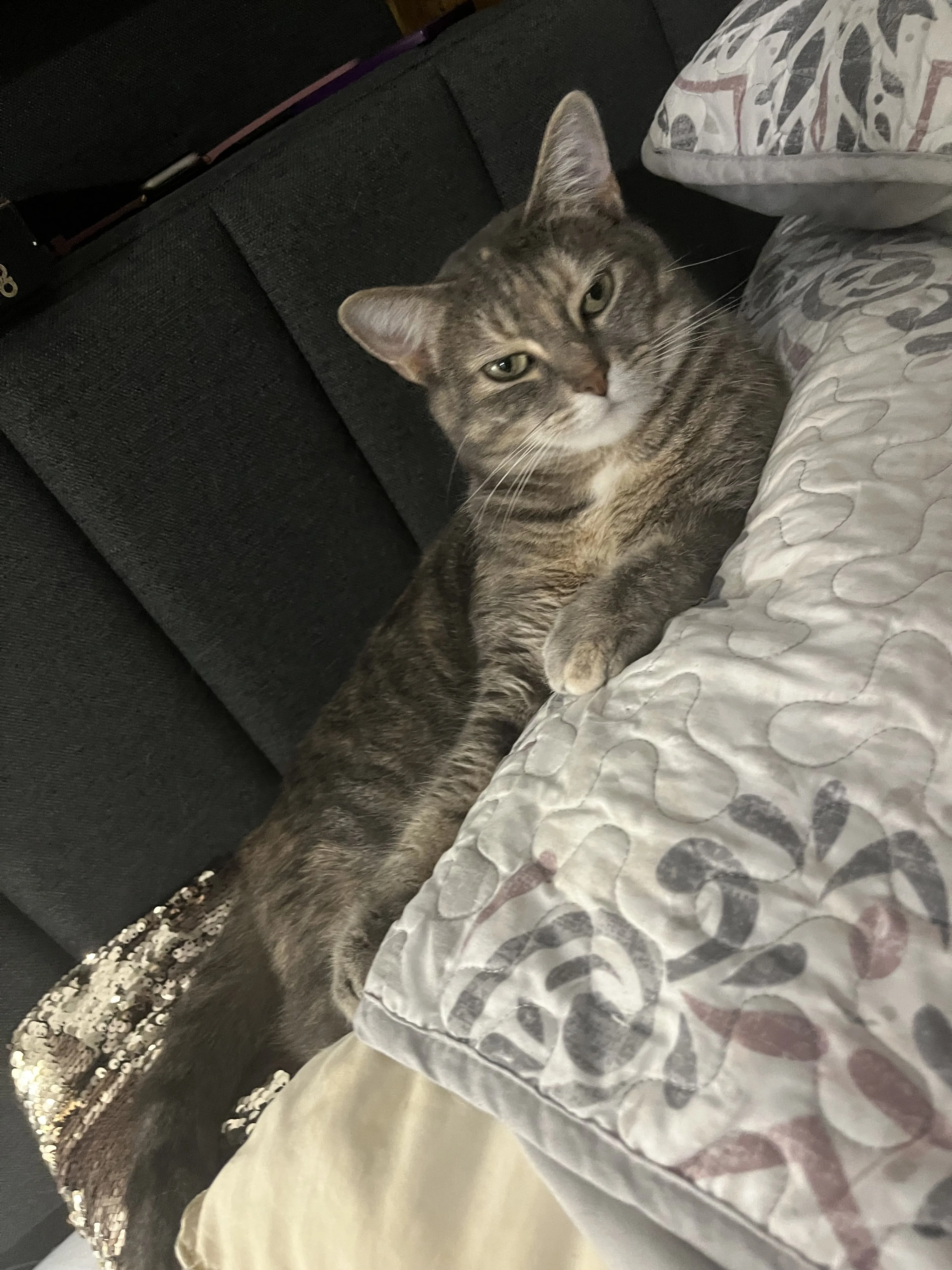 Lost pet-0
