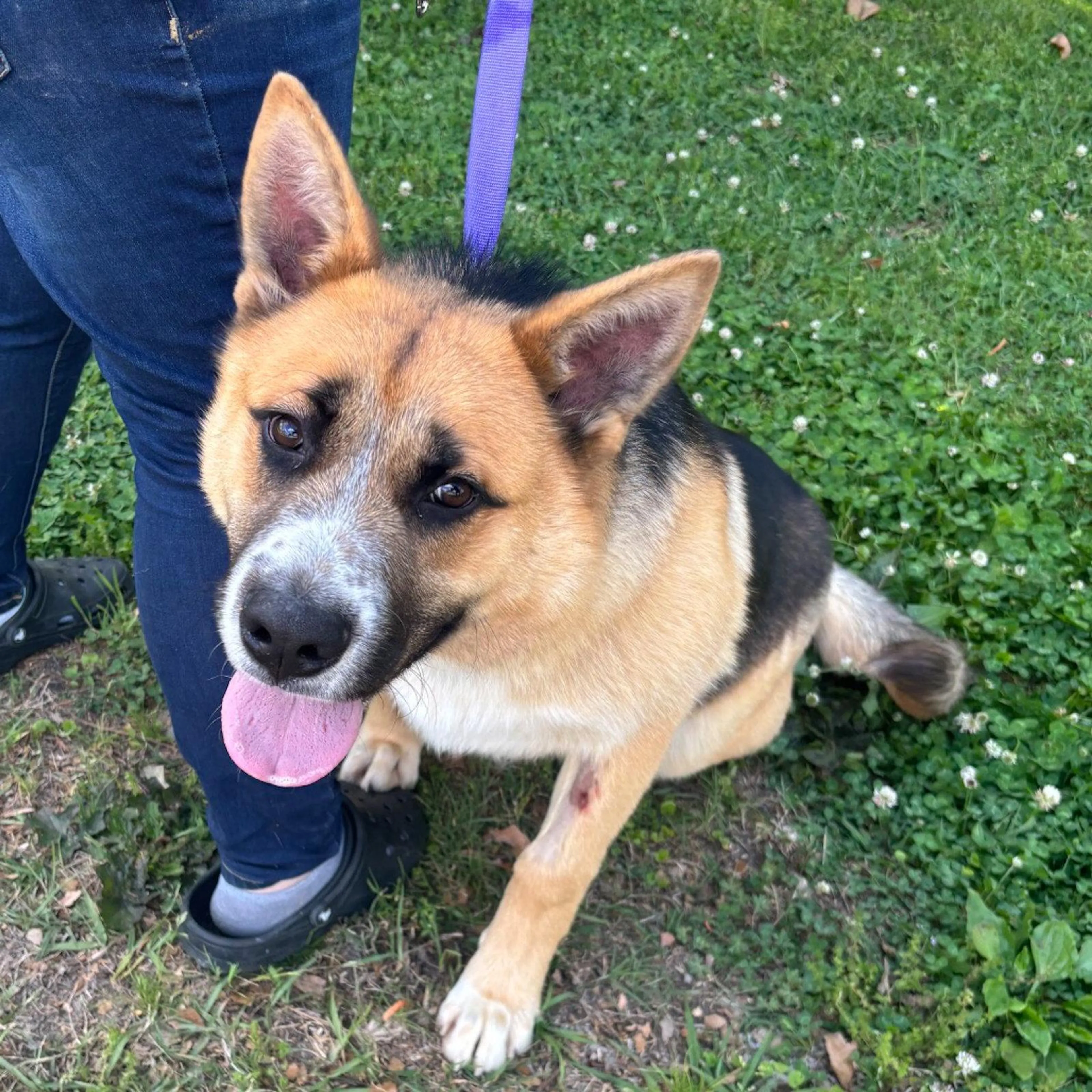 Found pet