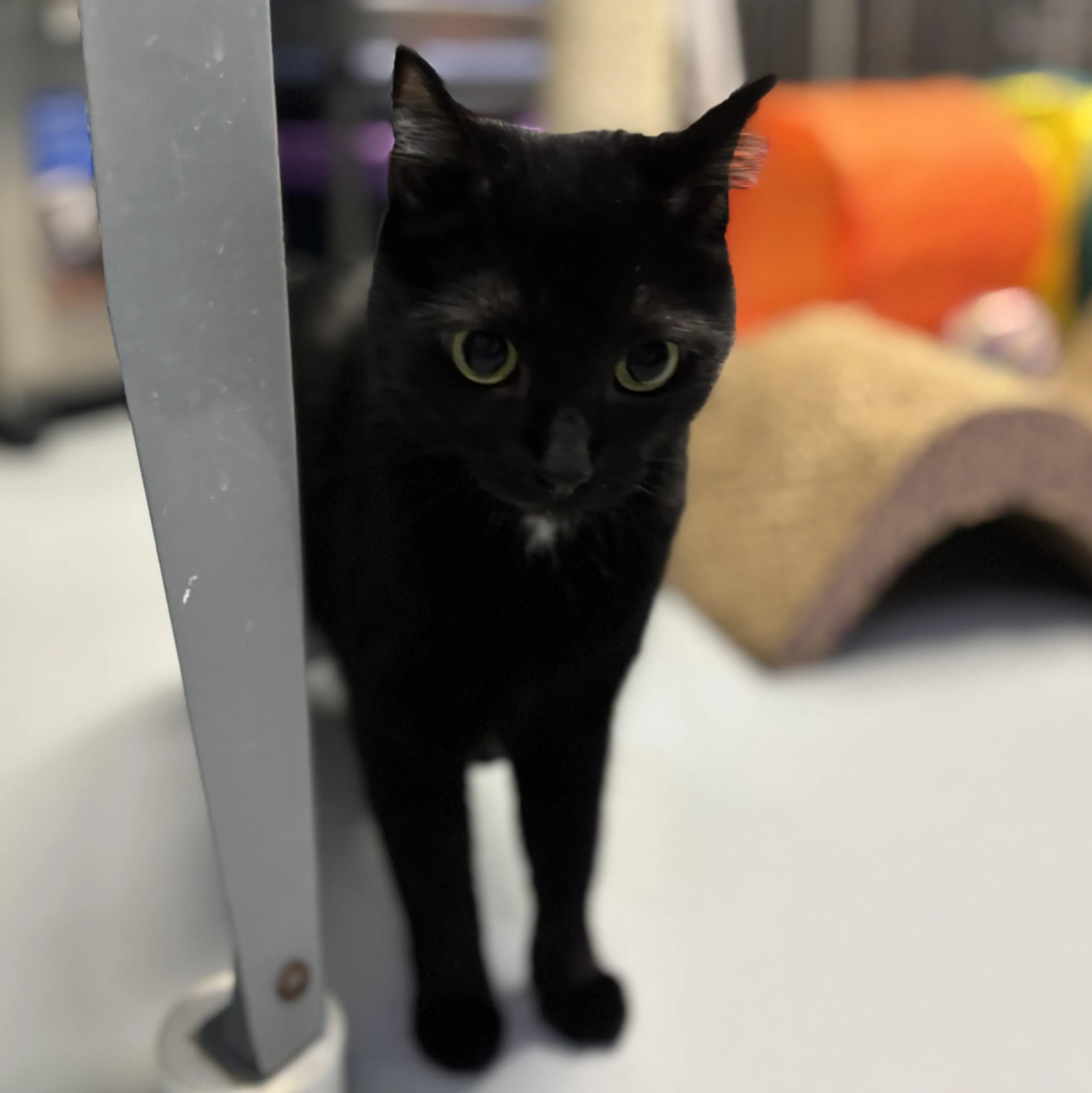 Found pet-2