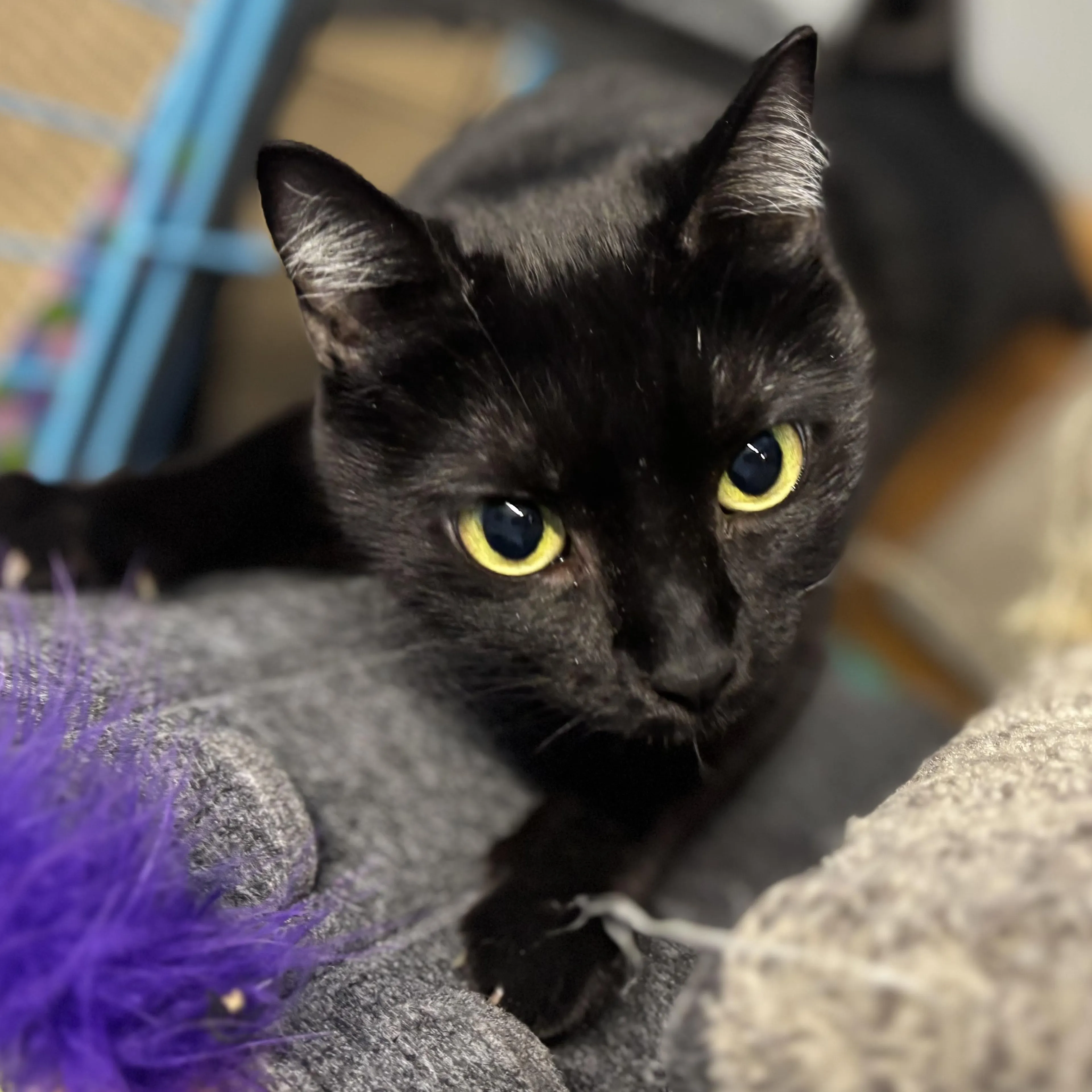 Found pet-1