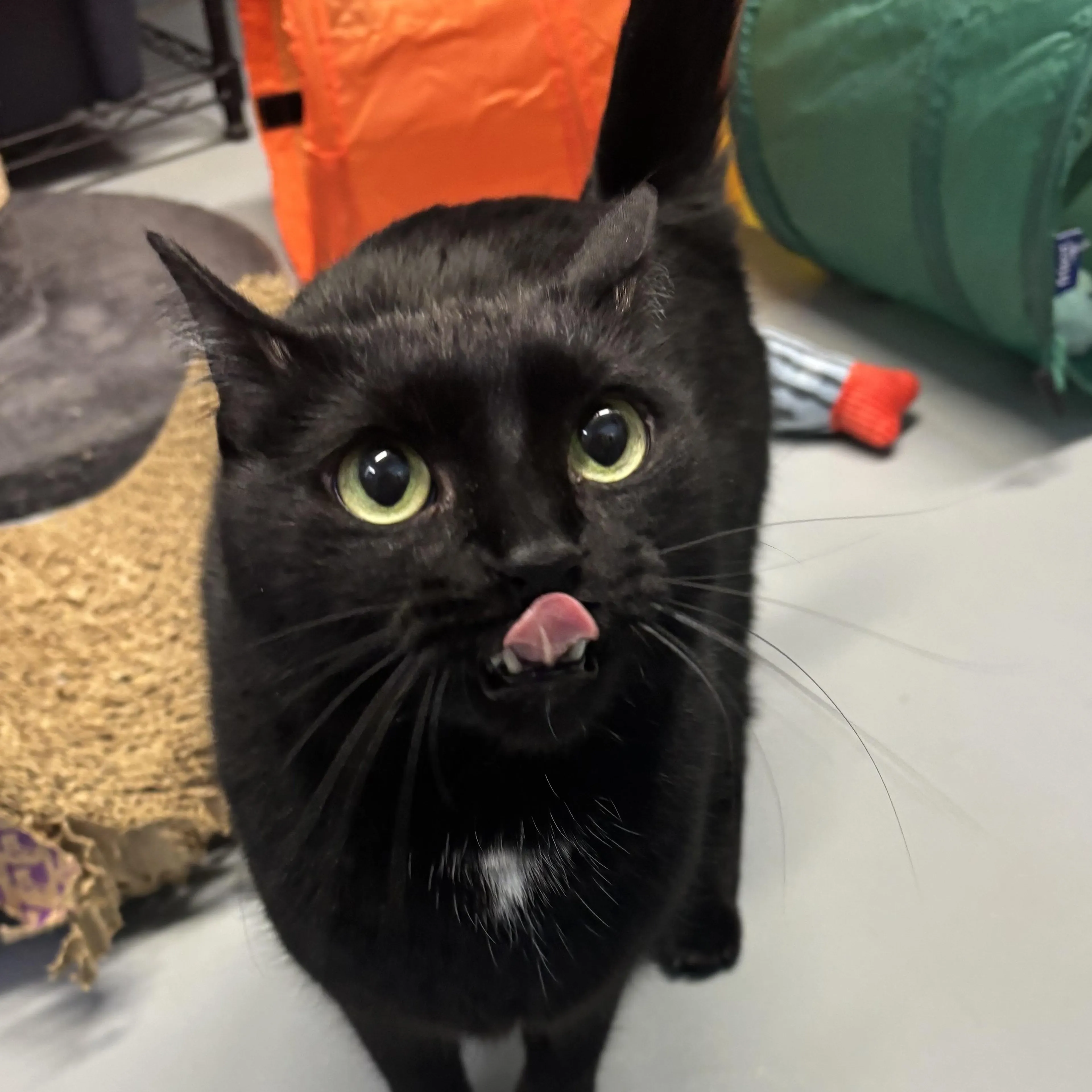 Found pet-3
