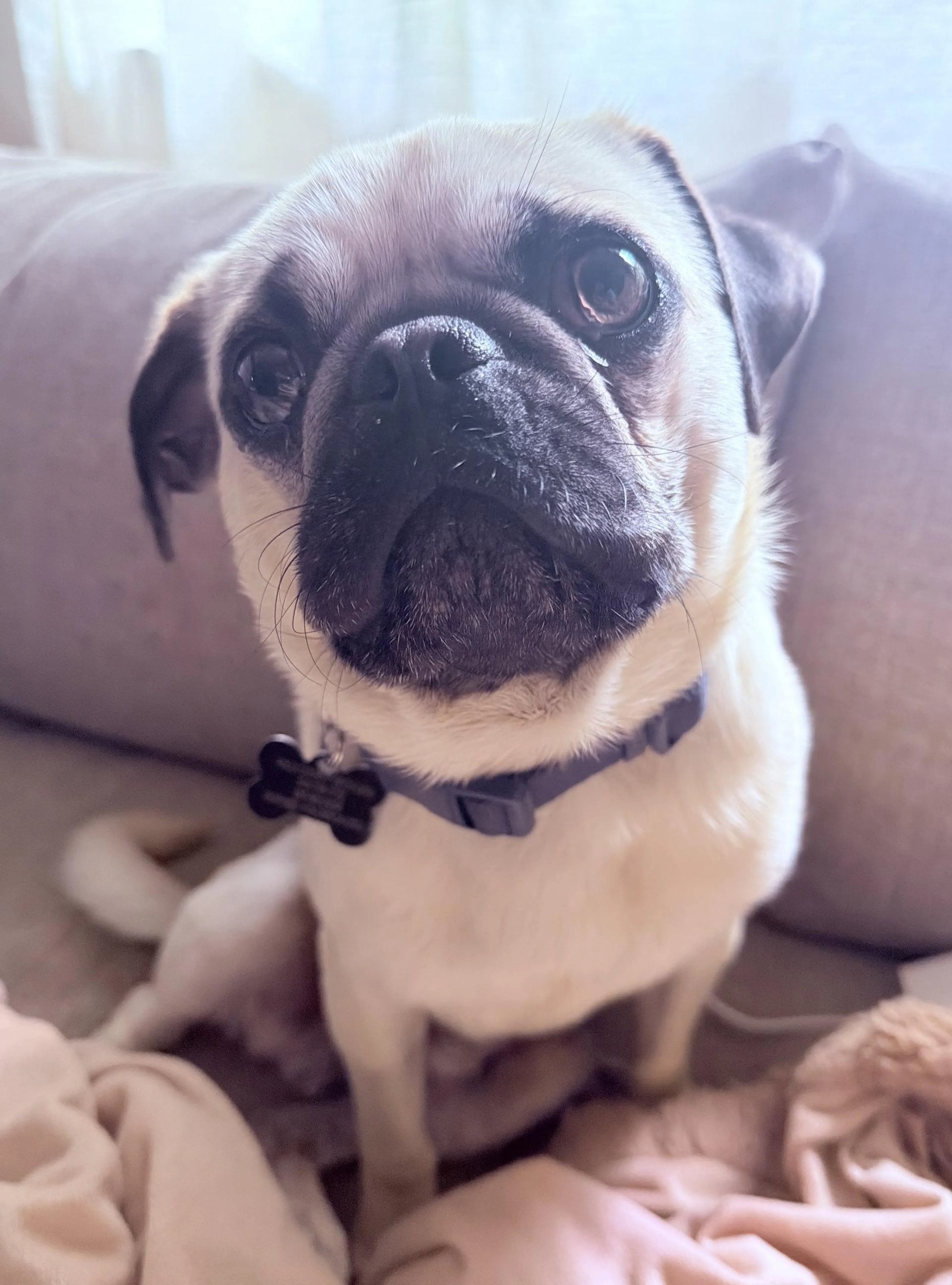 Found pet-2