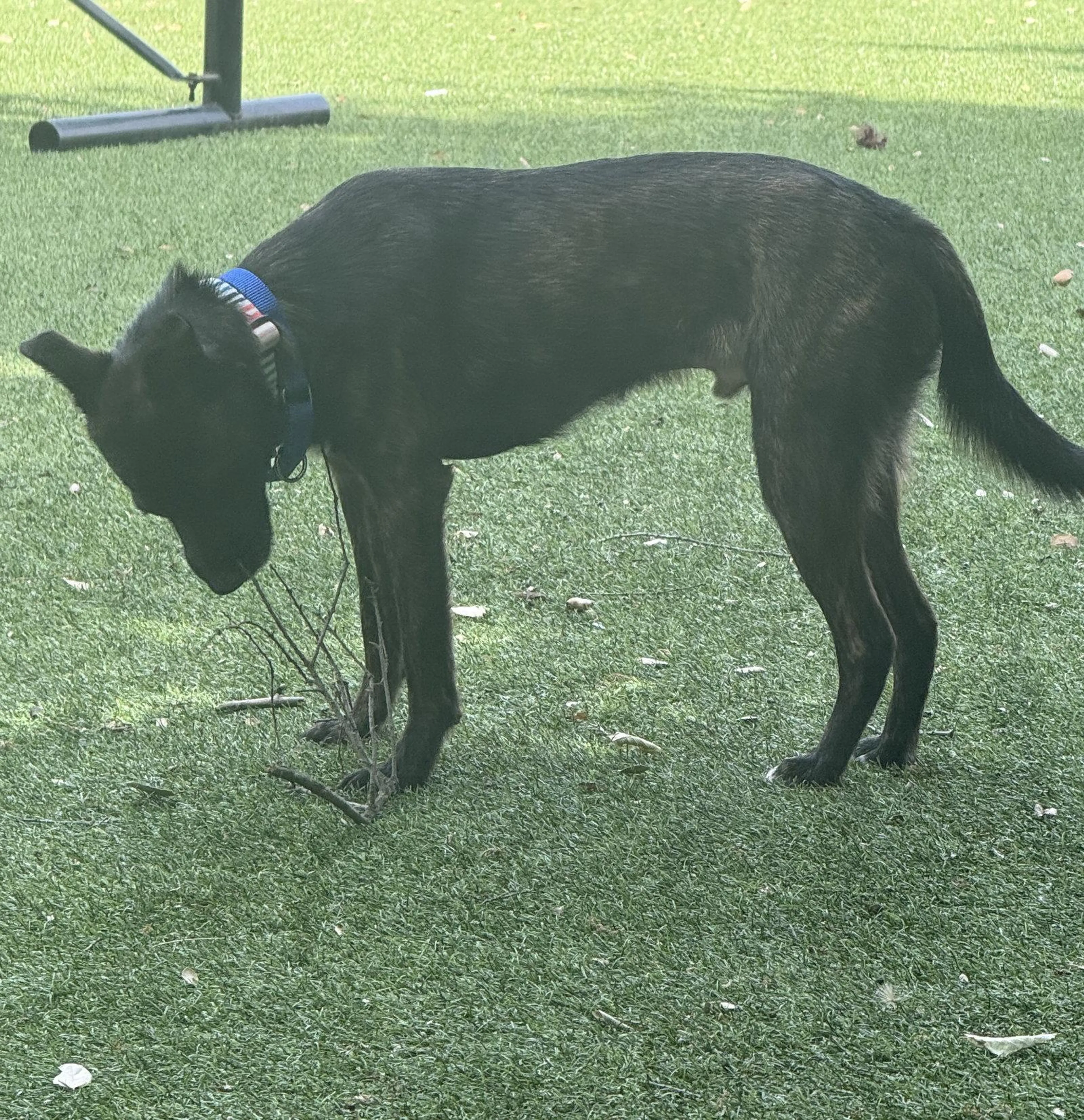 Found pet-1