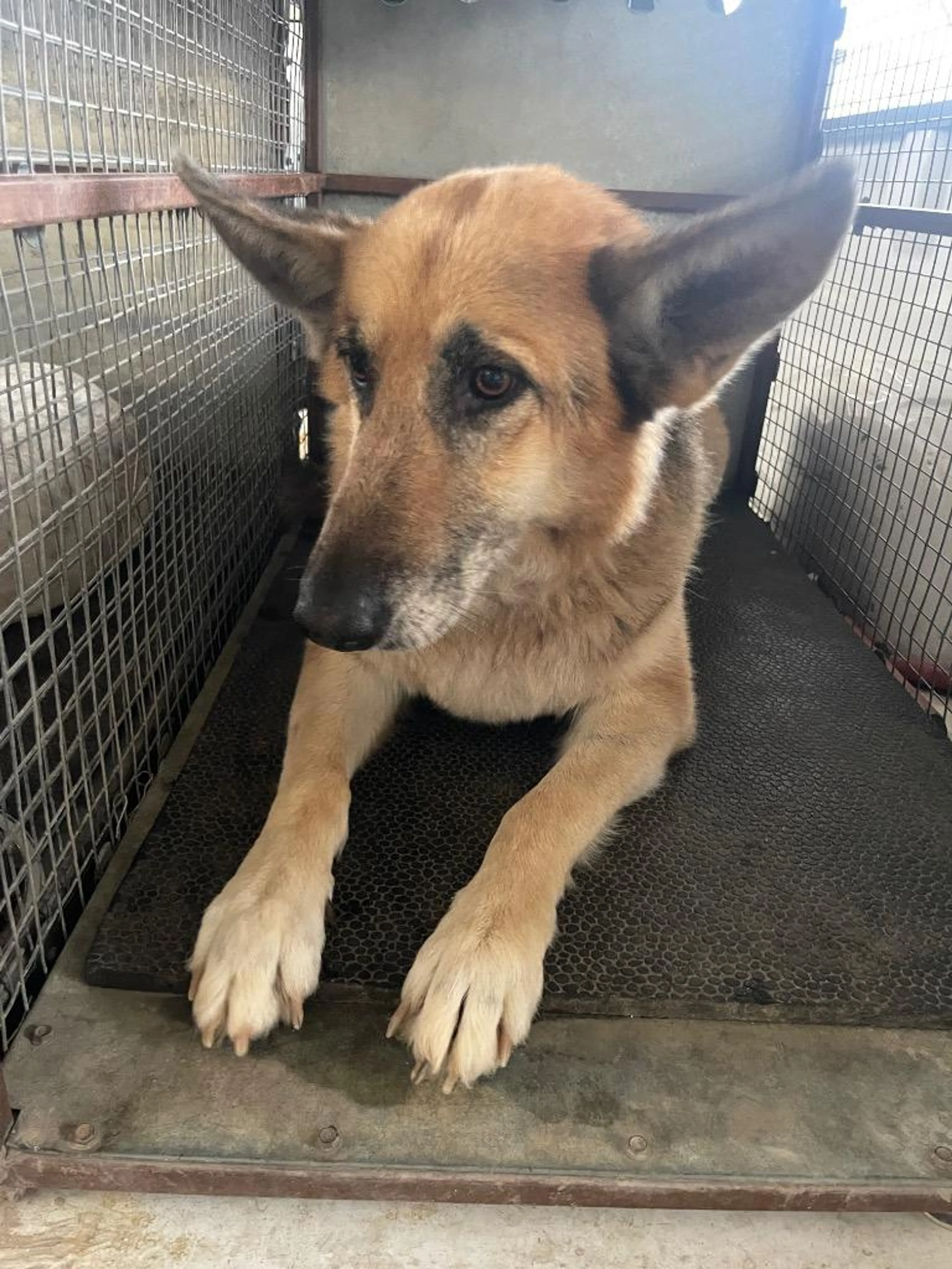 Found pet