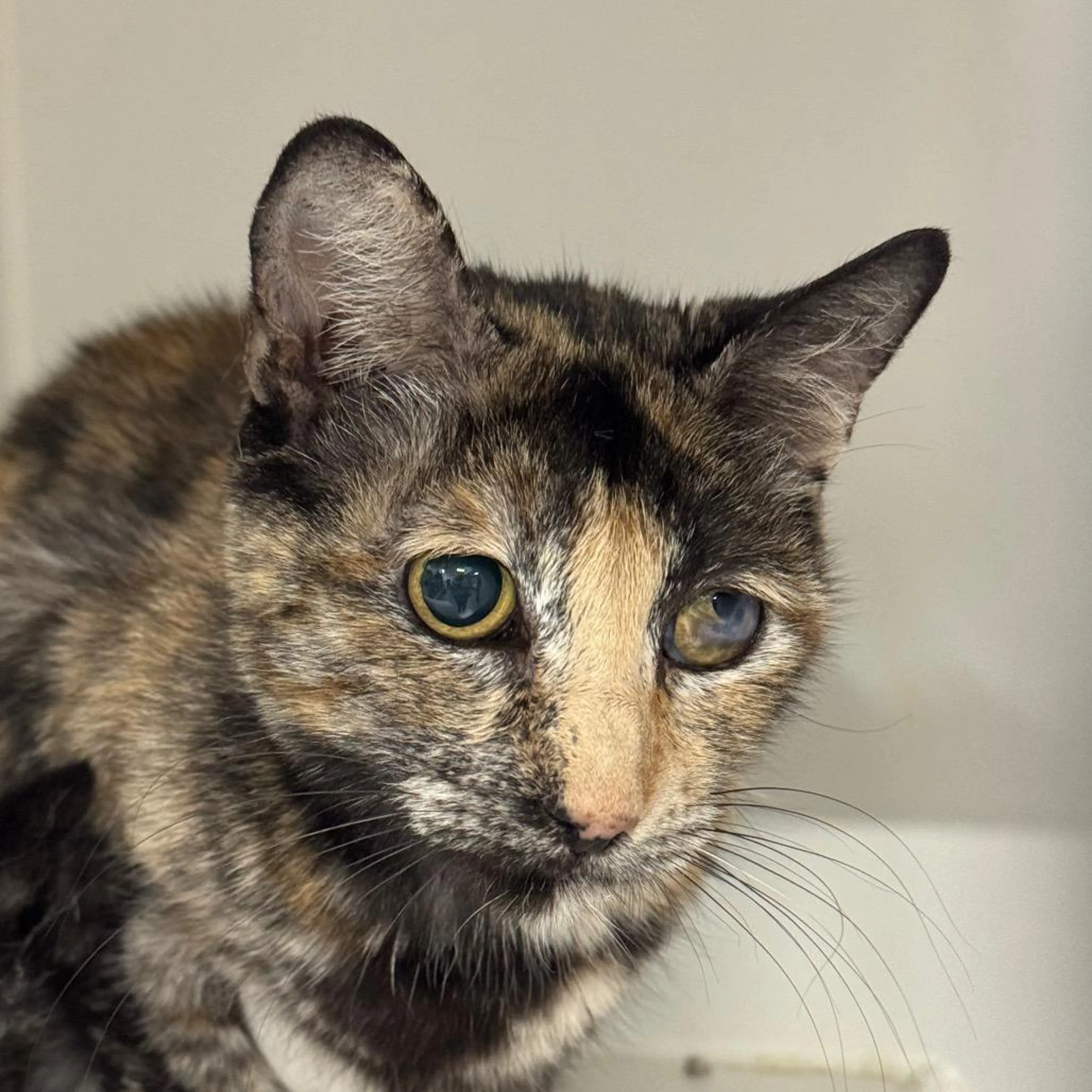 Found pet-1