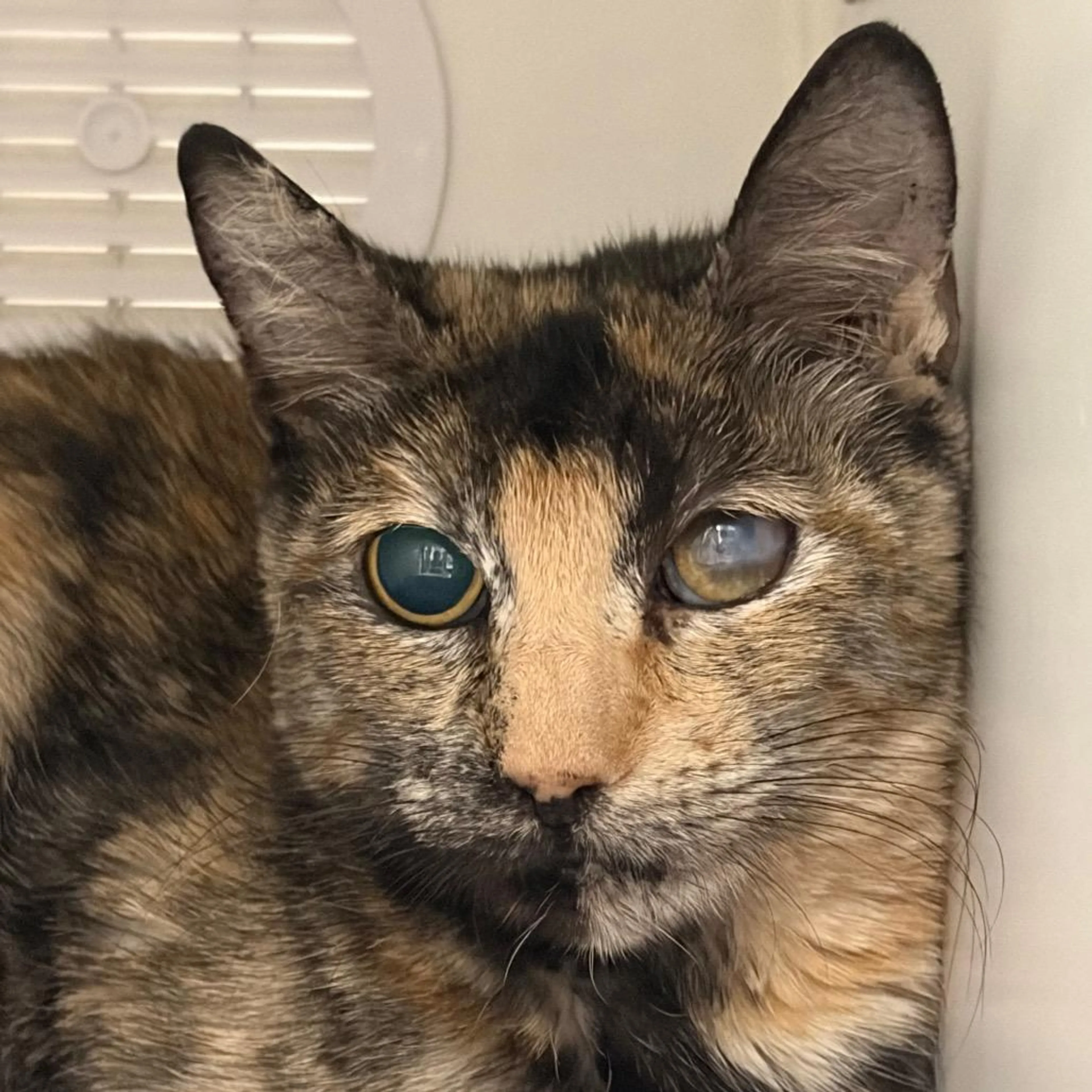 Found pet-2