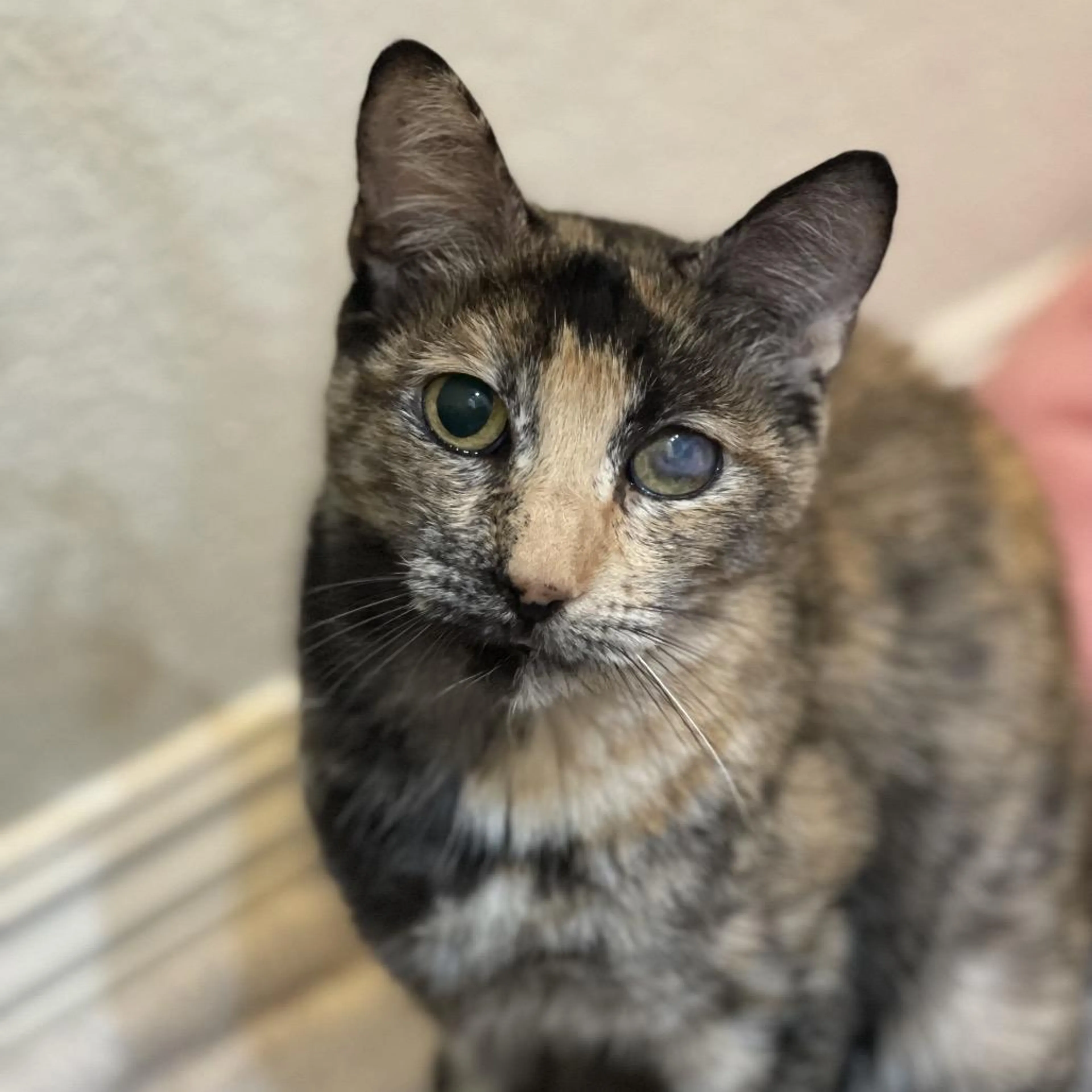 Found pet-0