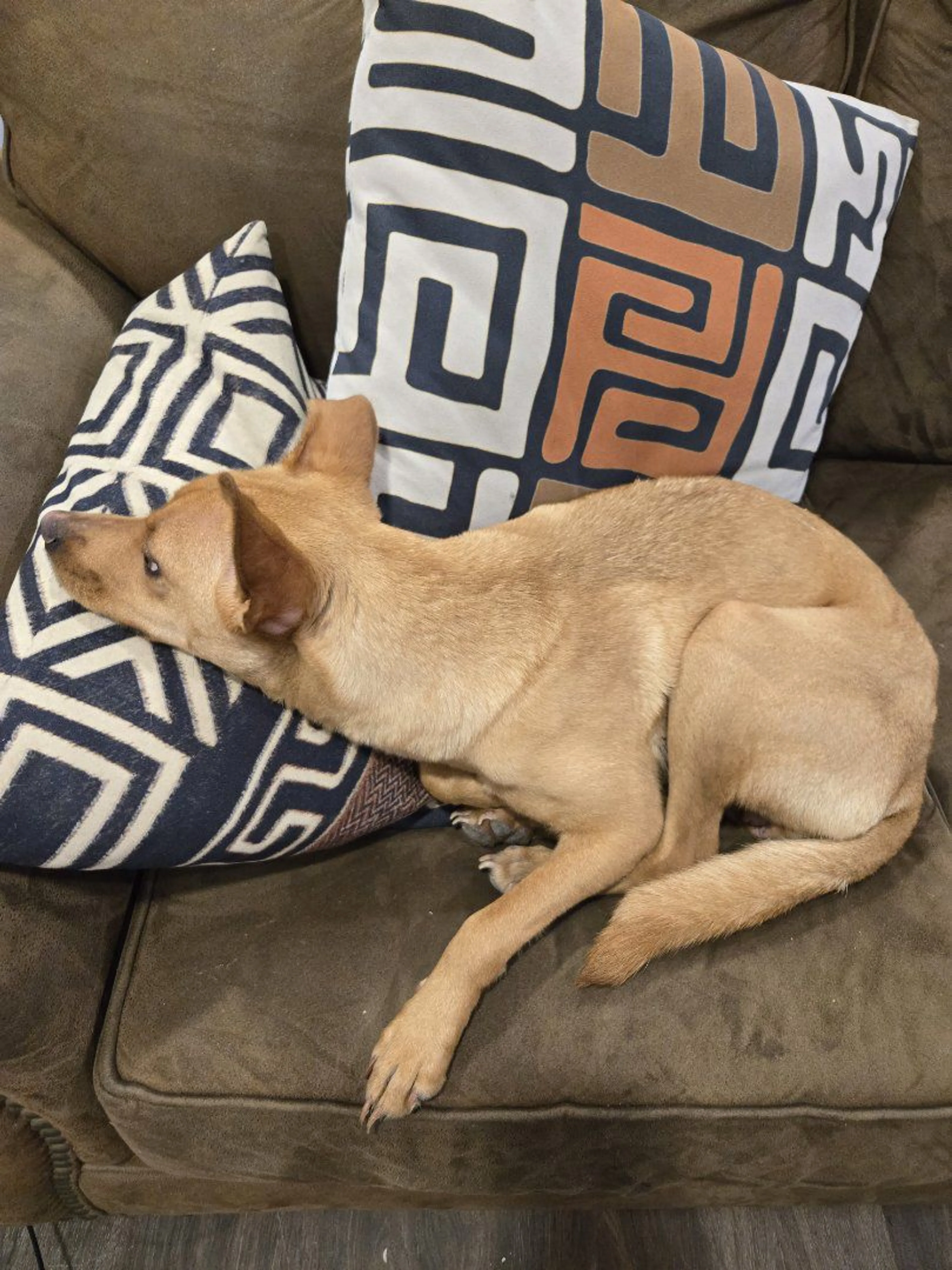 Lost pet-1