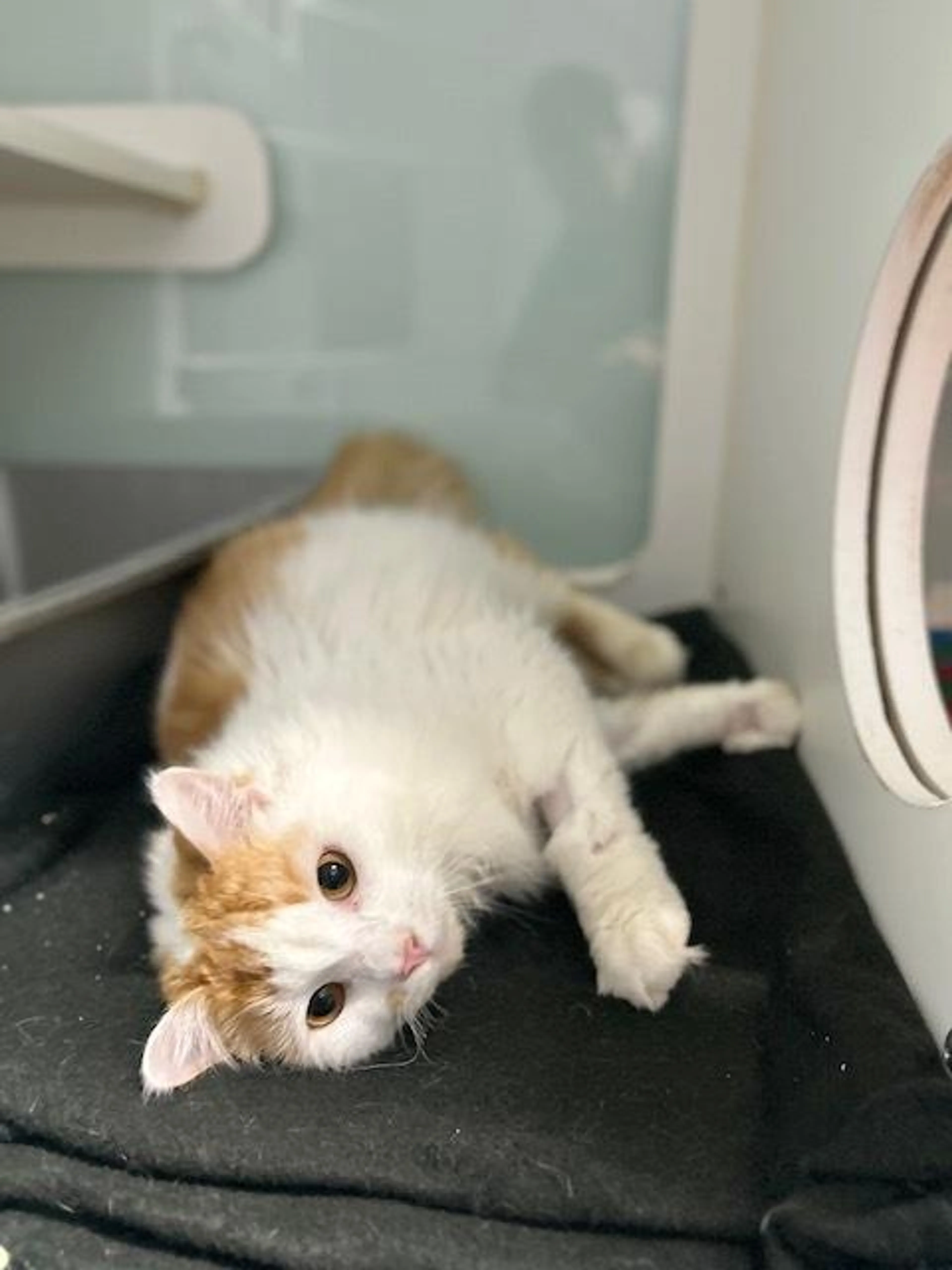 Found pet-1