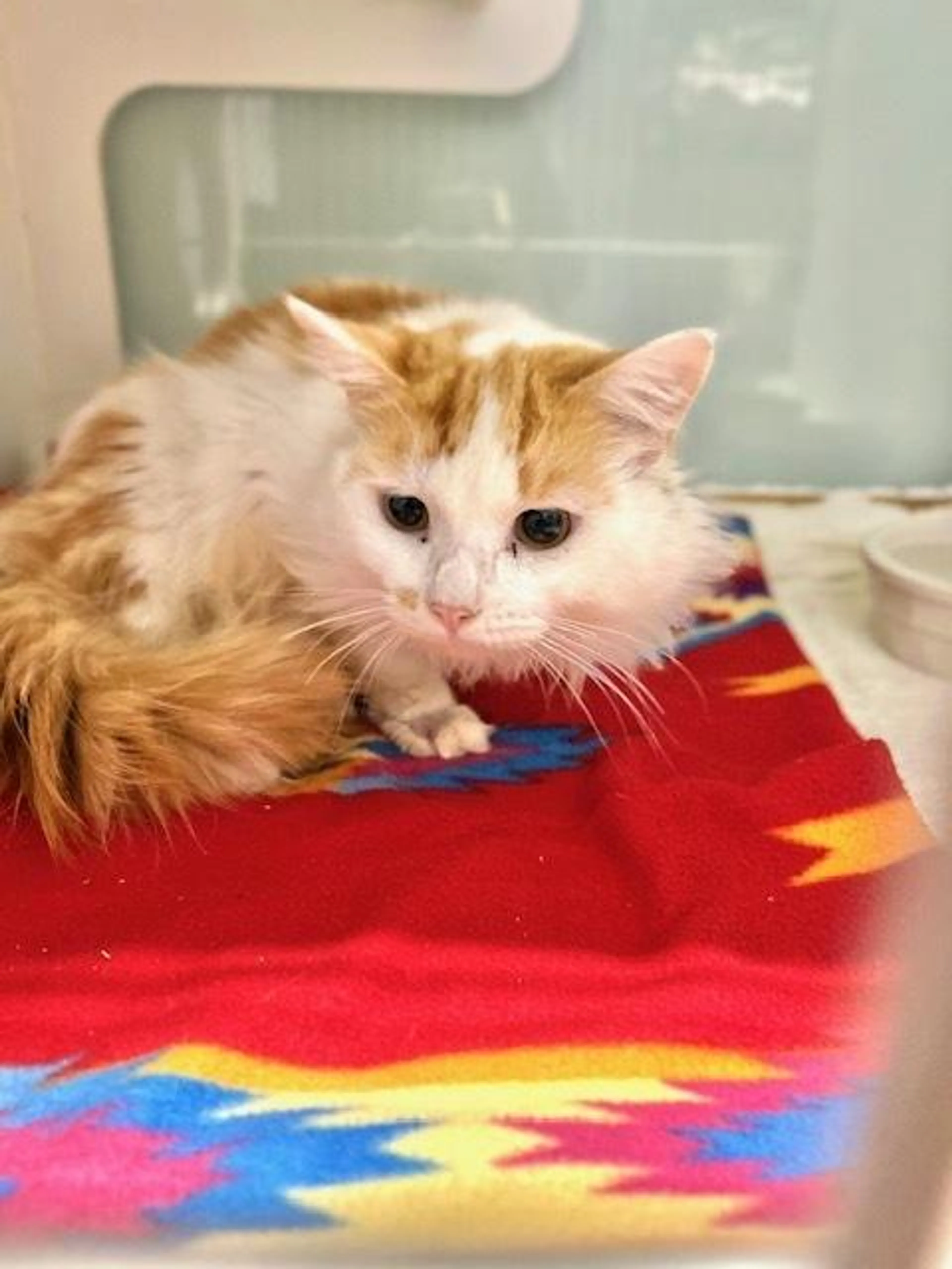 Found pet-3