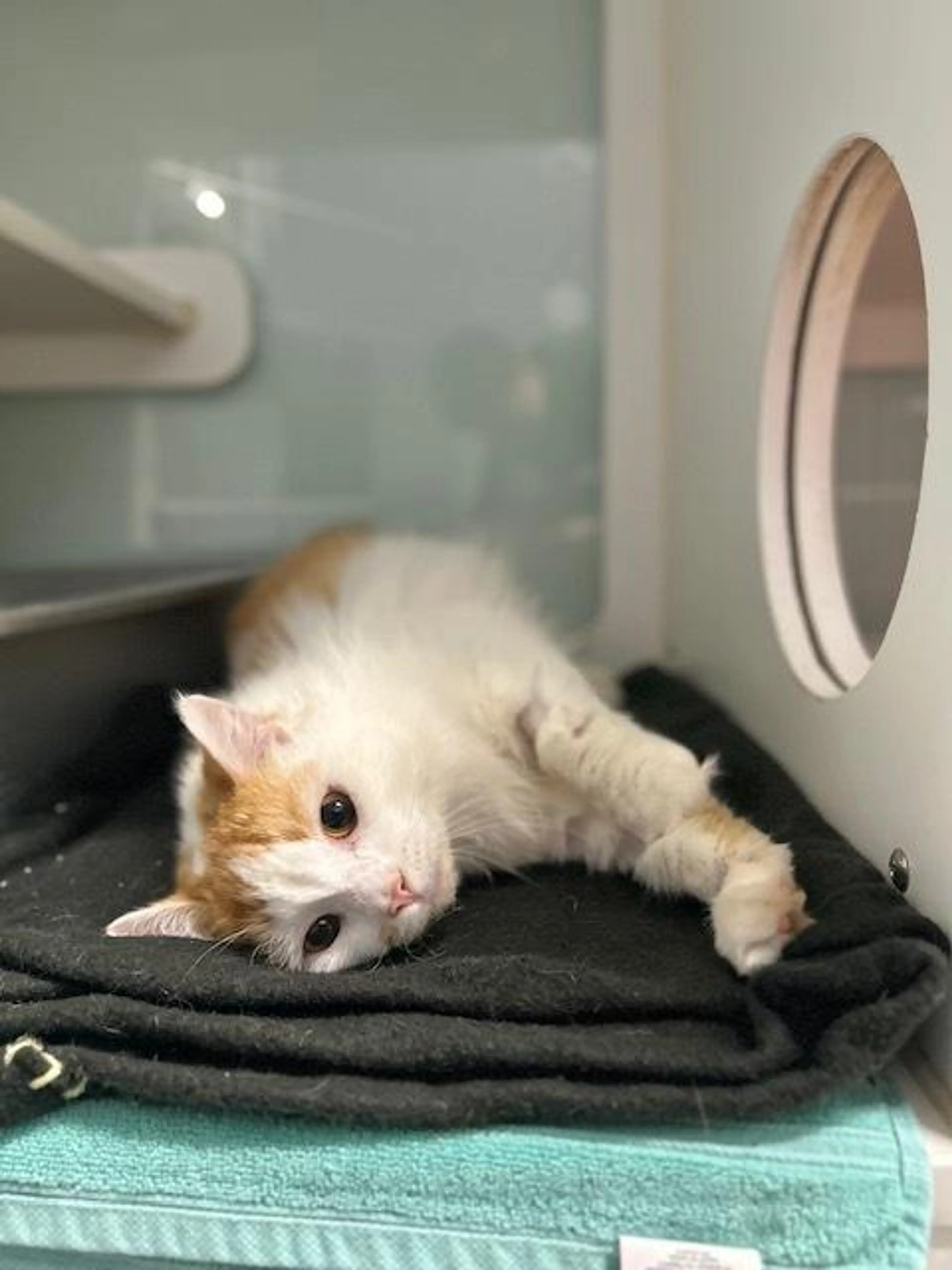Found pet-2