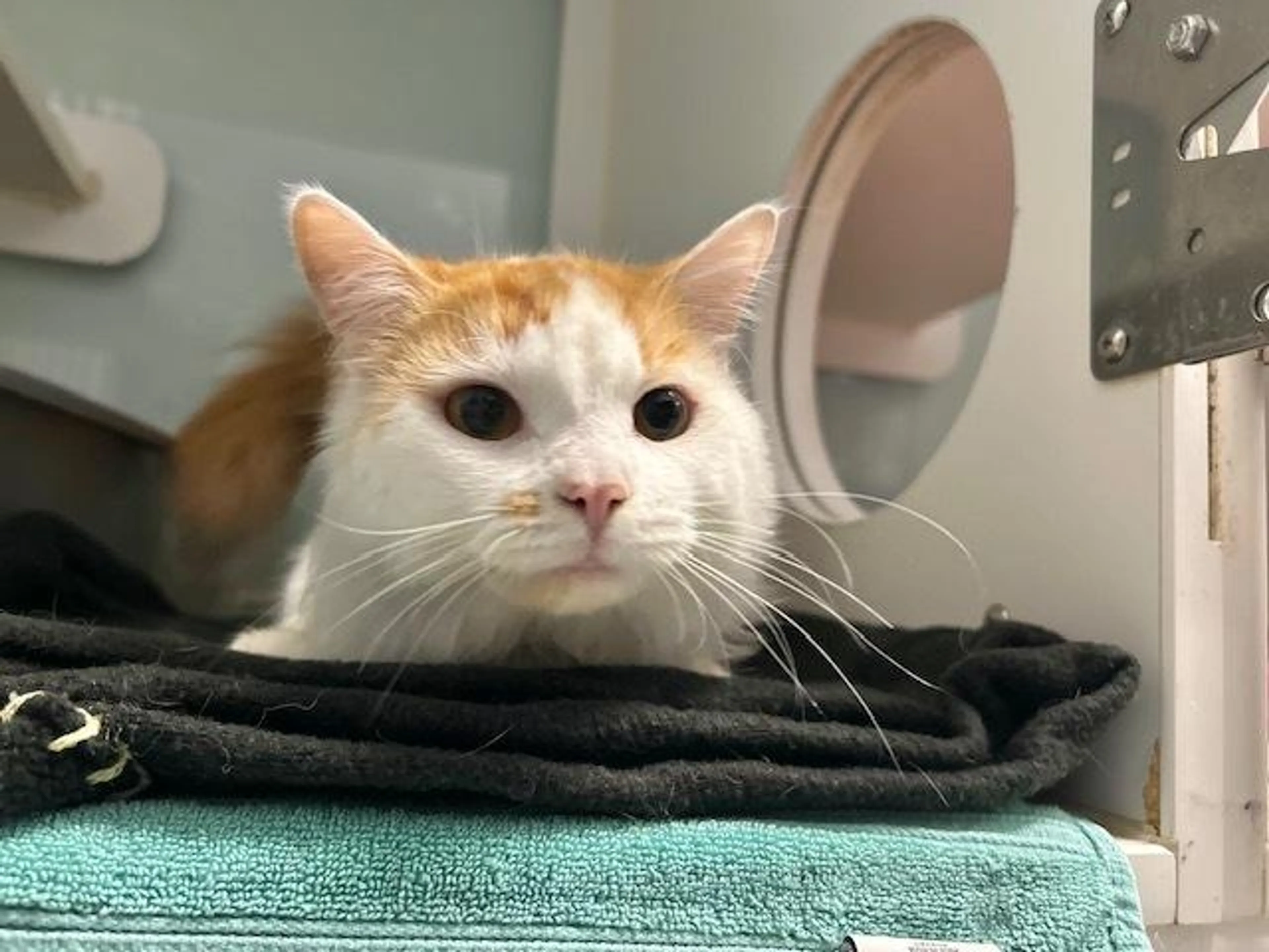 Found pet-4