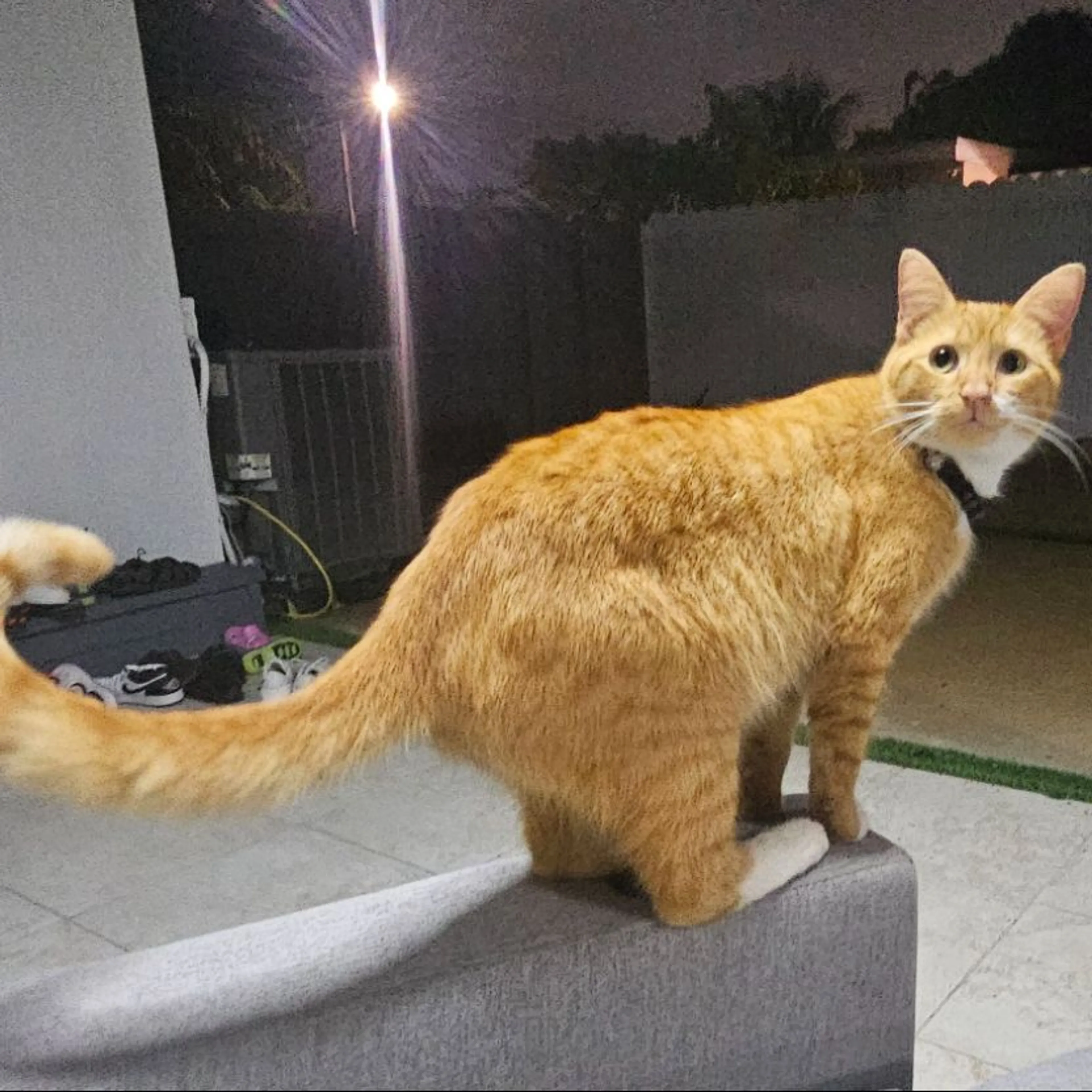 Lost pet