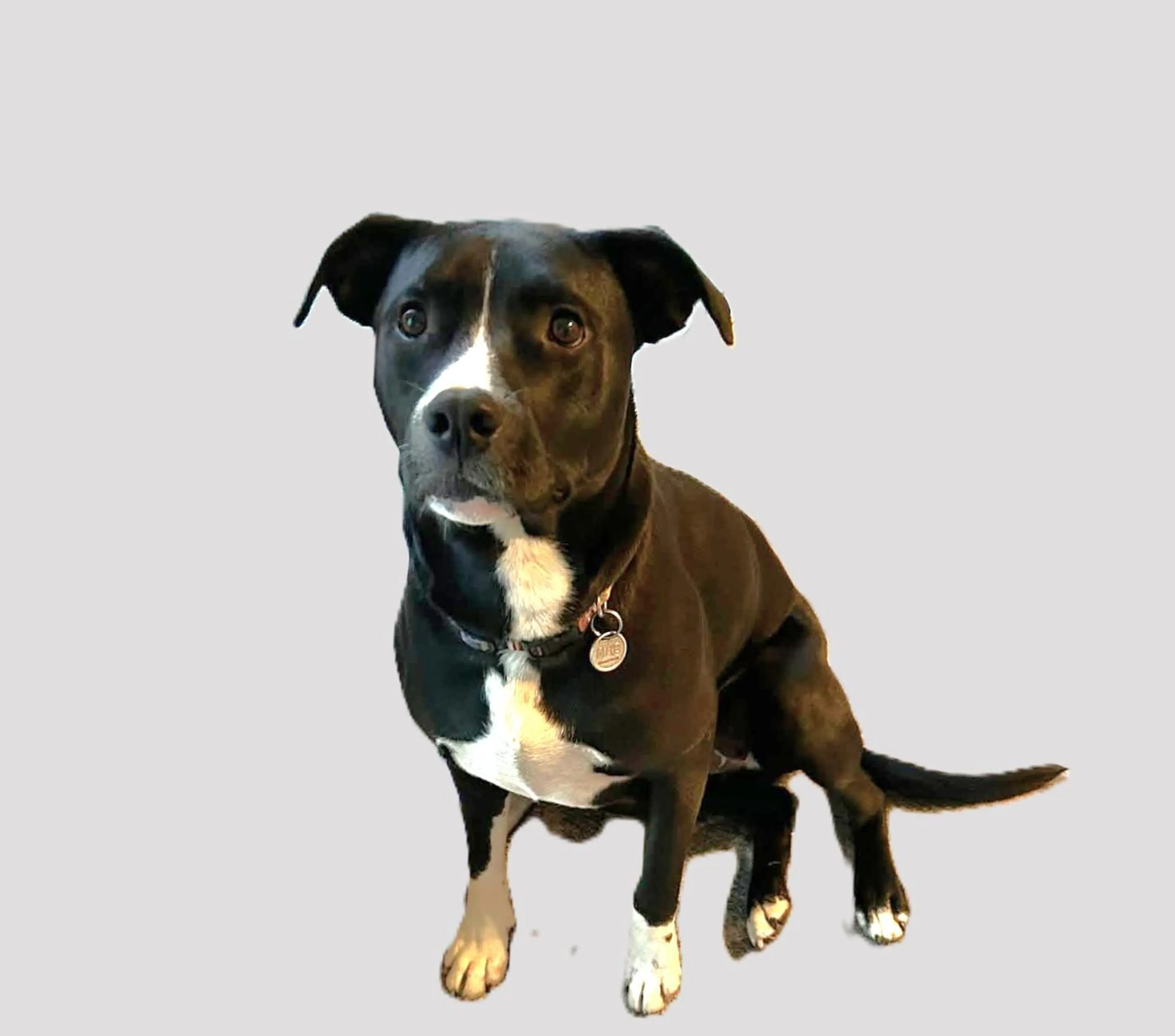 Found pet-4
