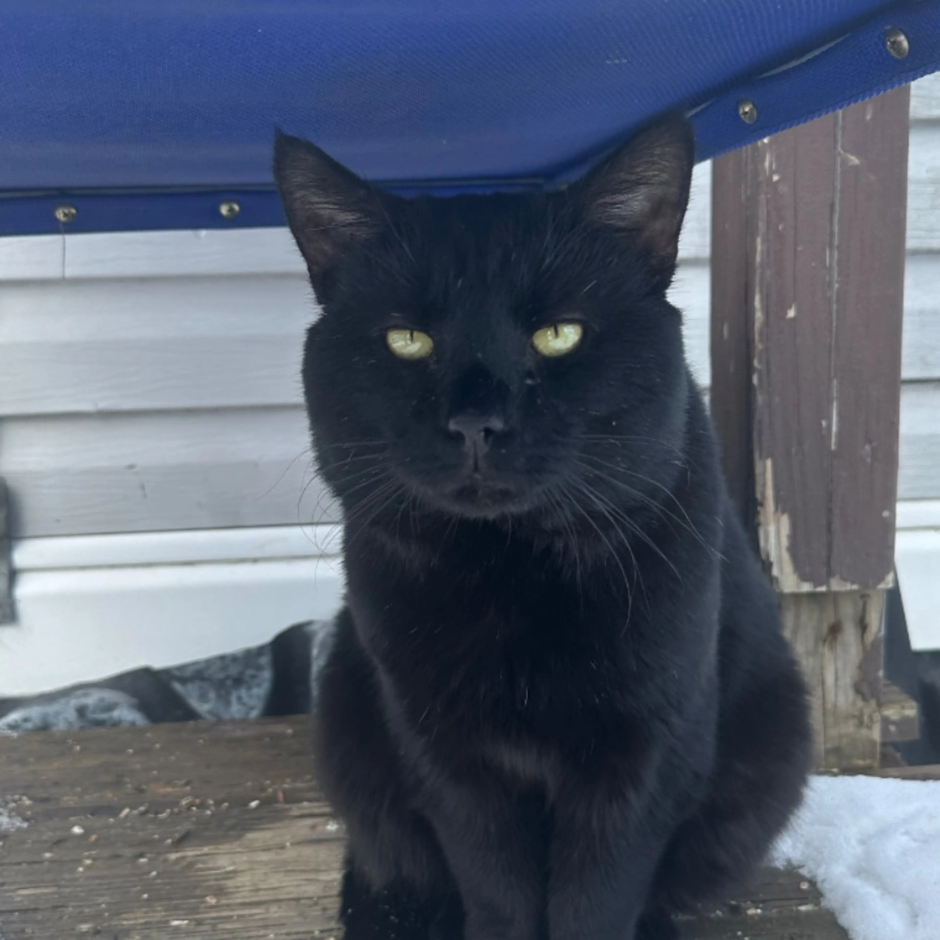 Lost pet