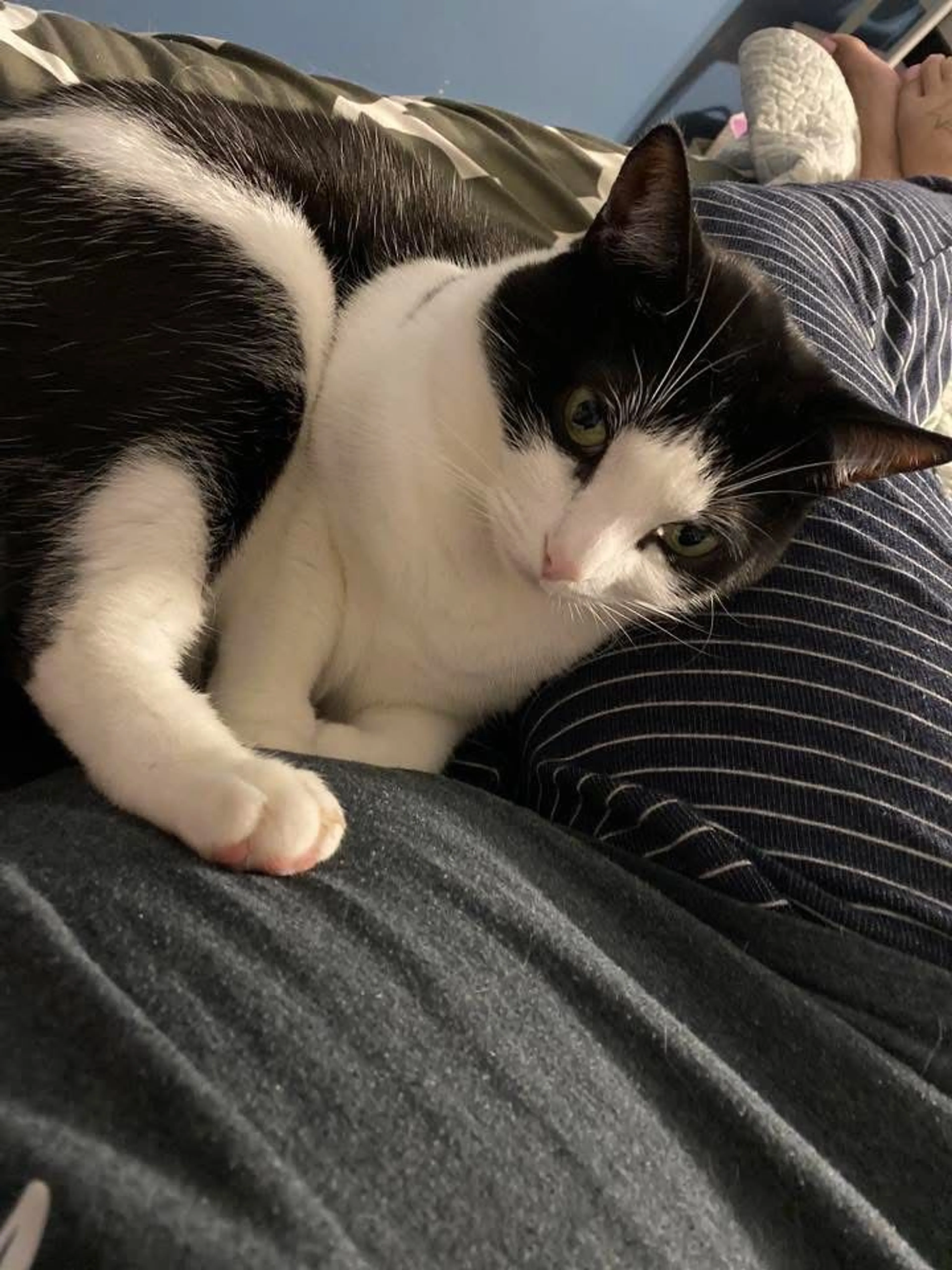 Lost pet-0