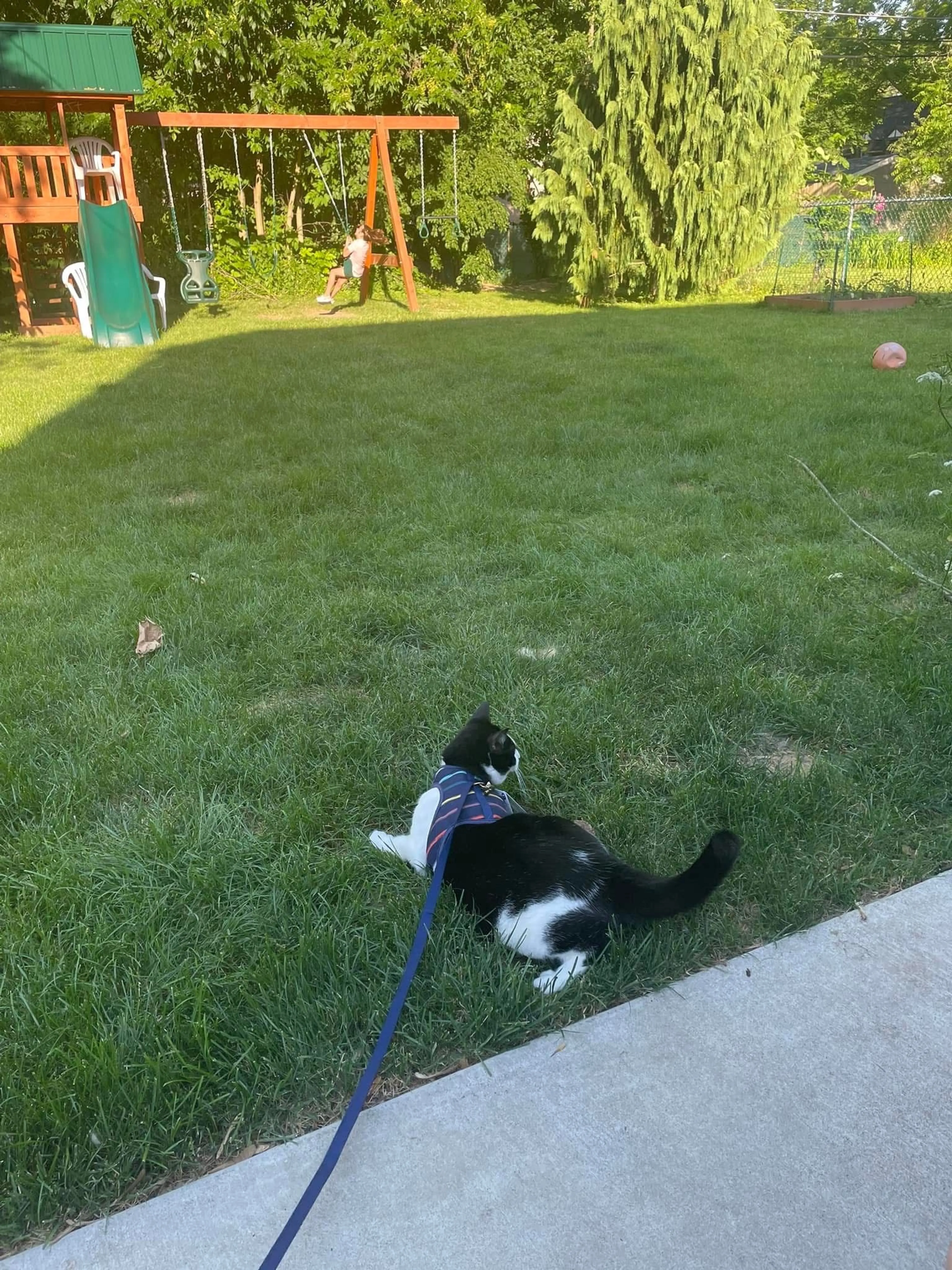 Lost pet-1