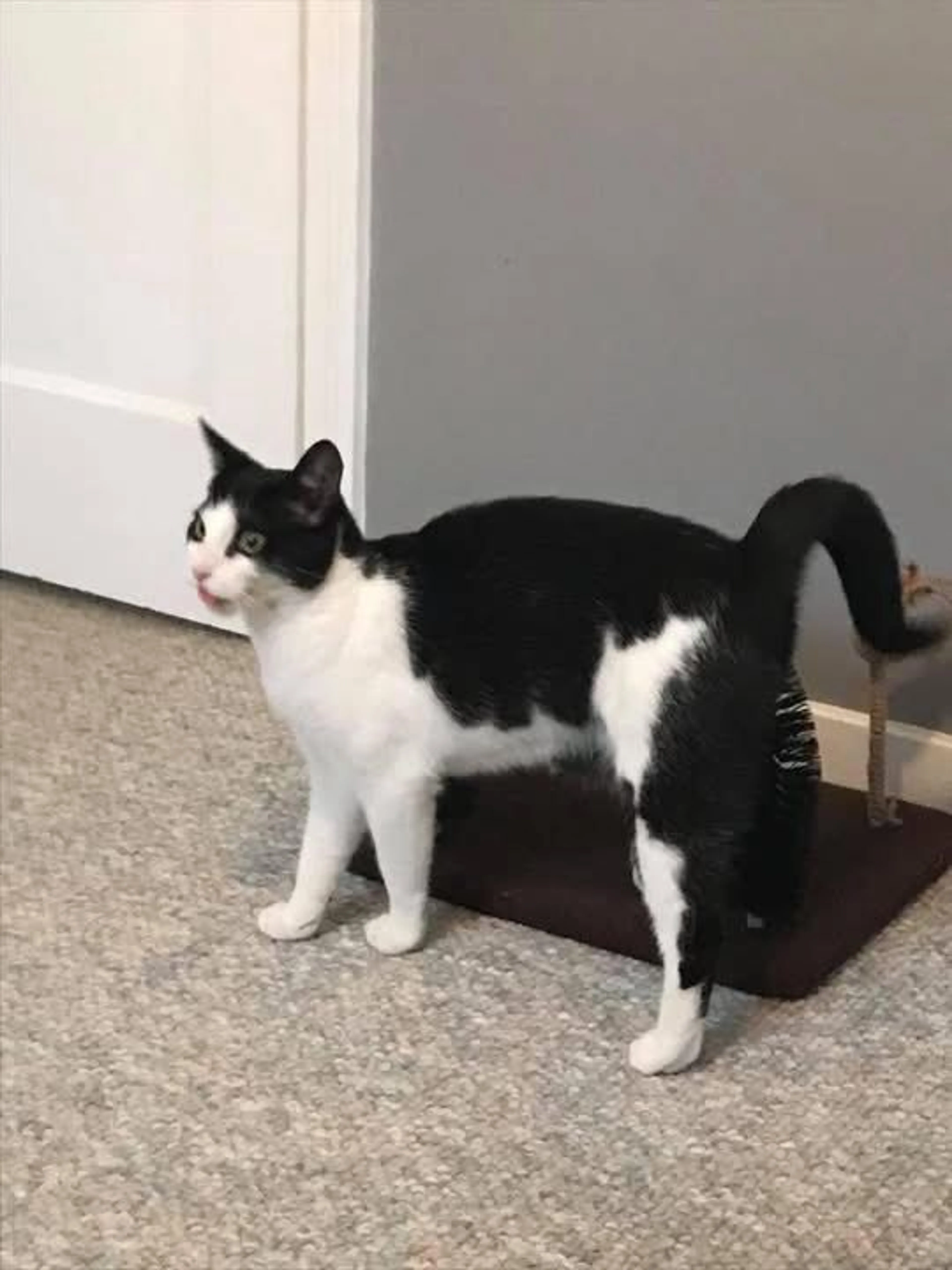 Lost pet-2