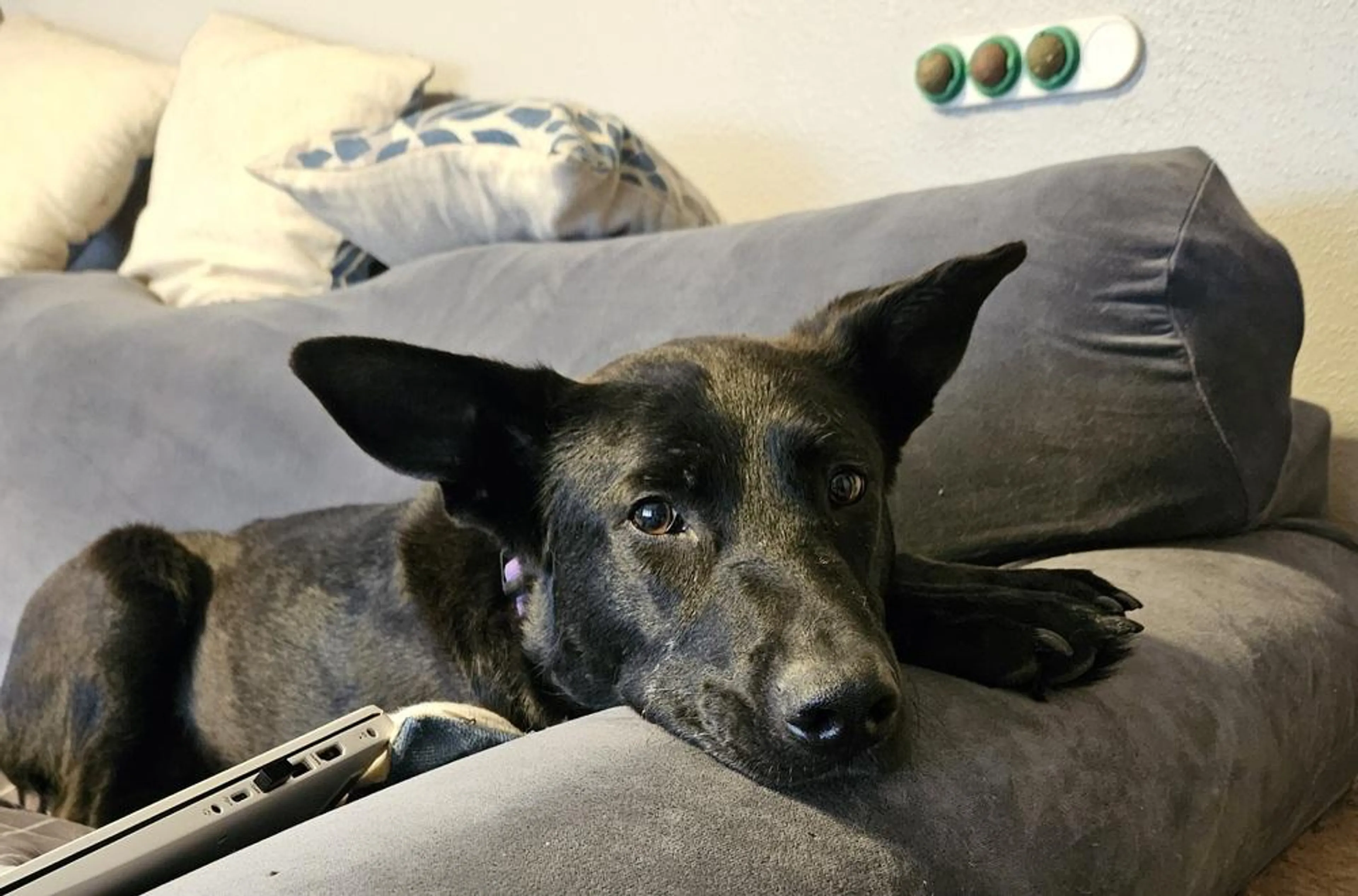 Found pet-1