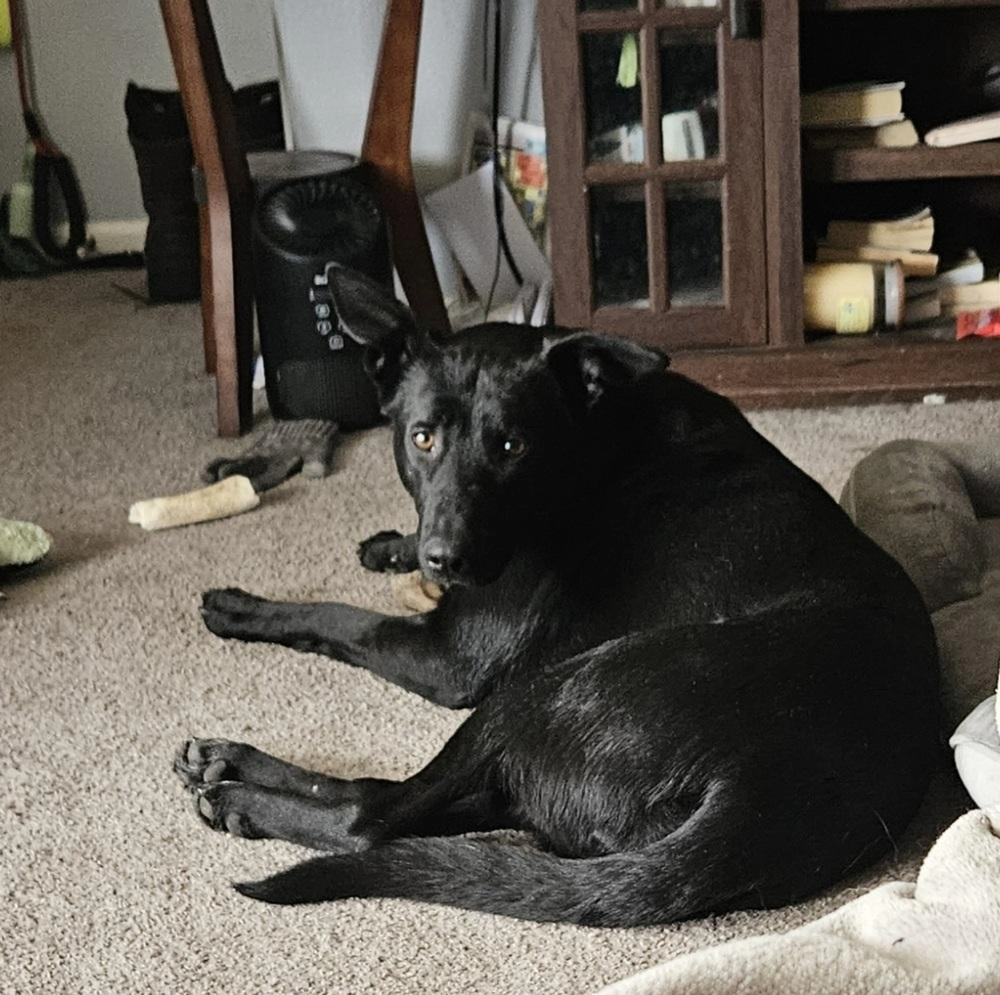 Found pet-3