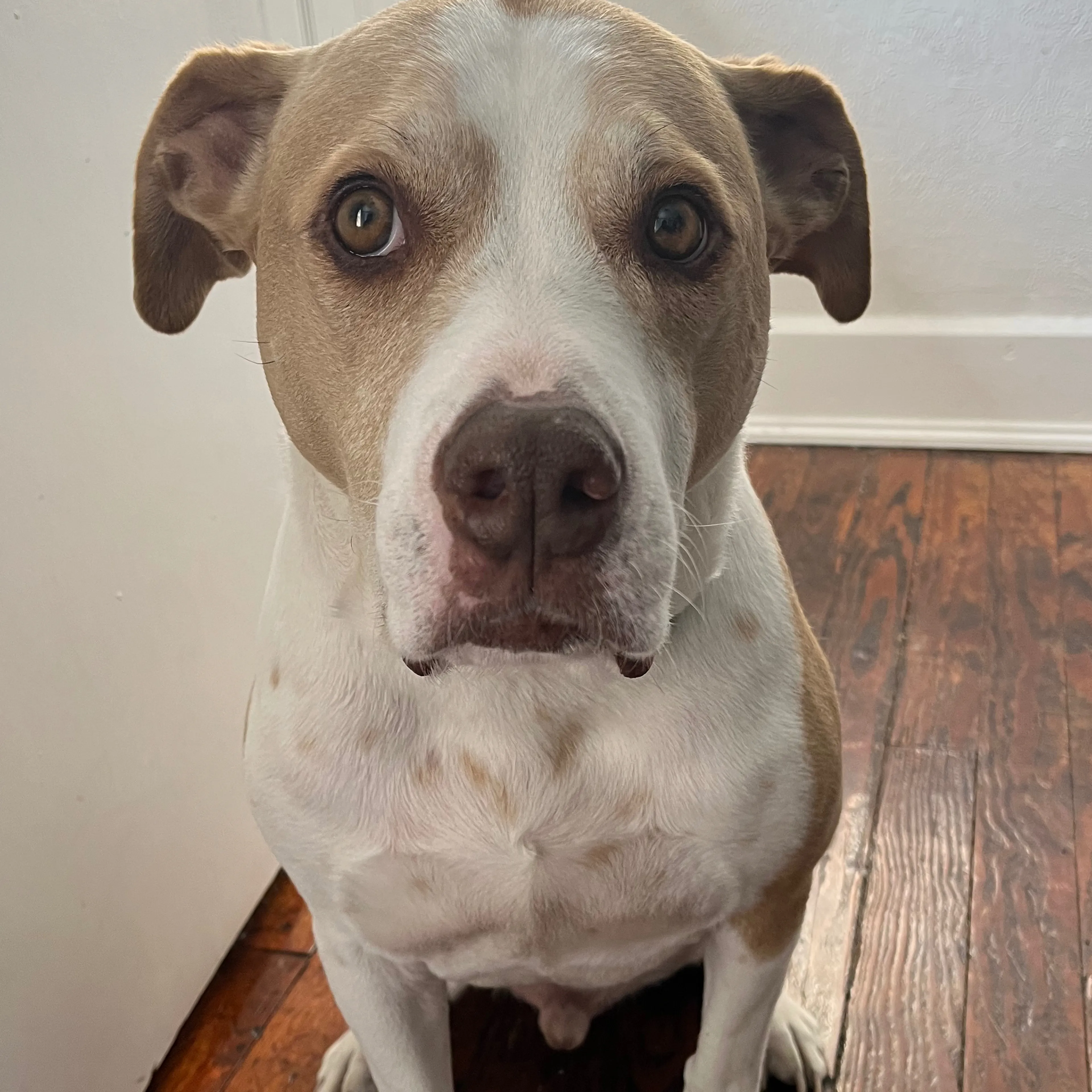Lost pet-2