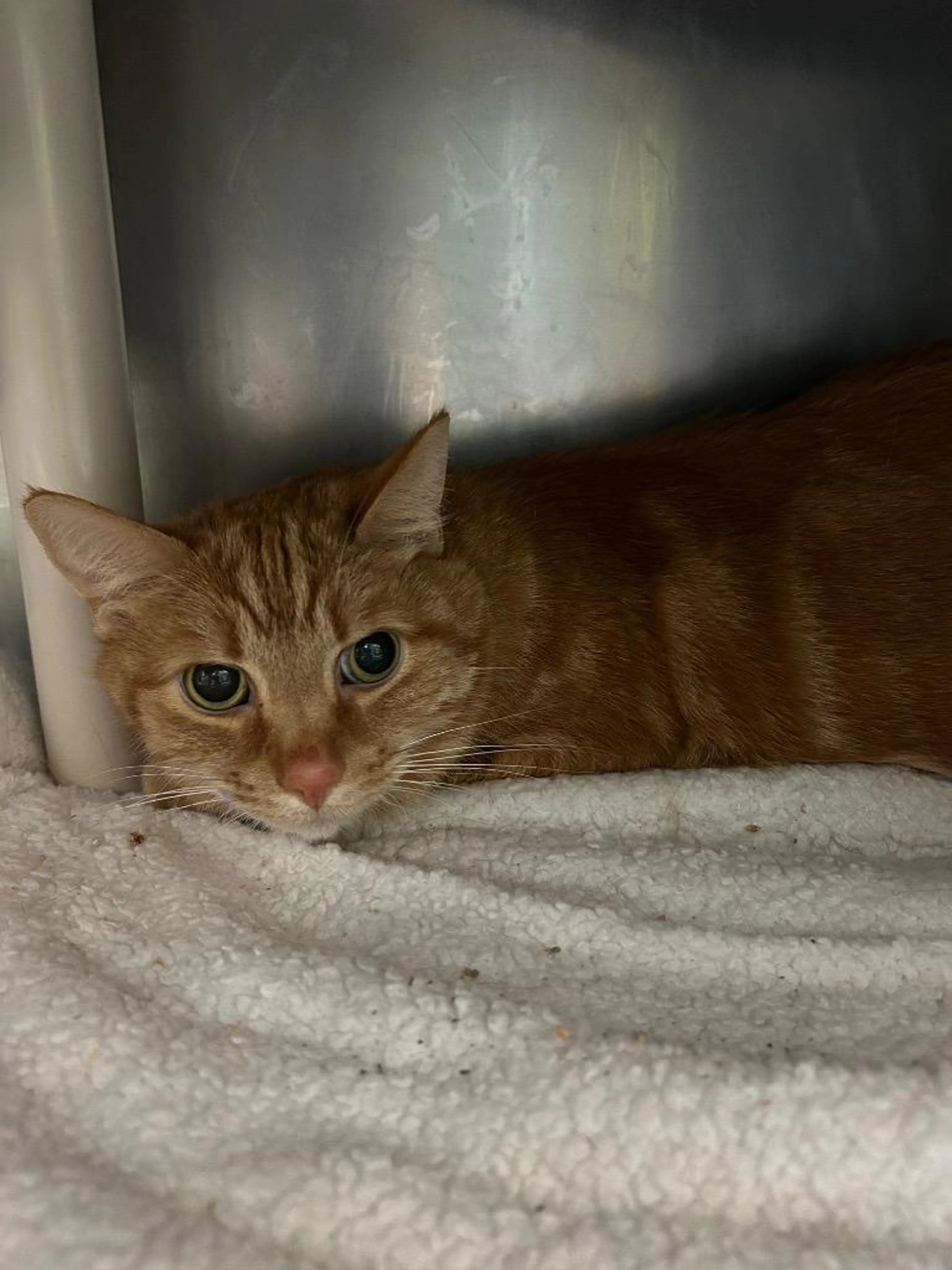 Found pet-2