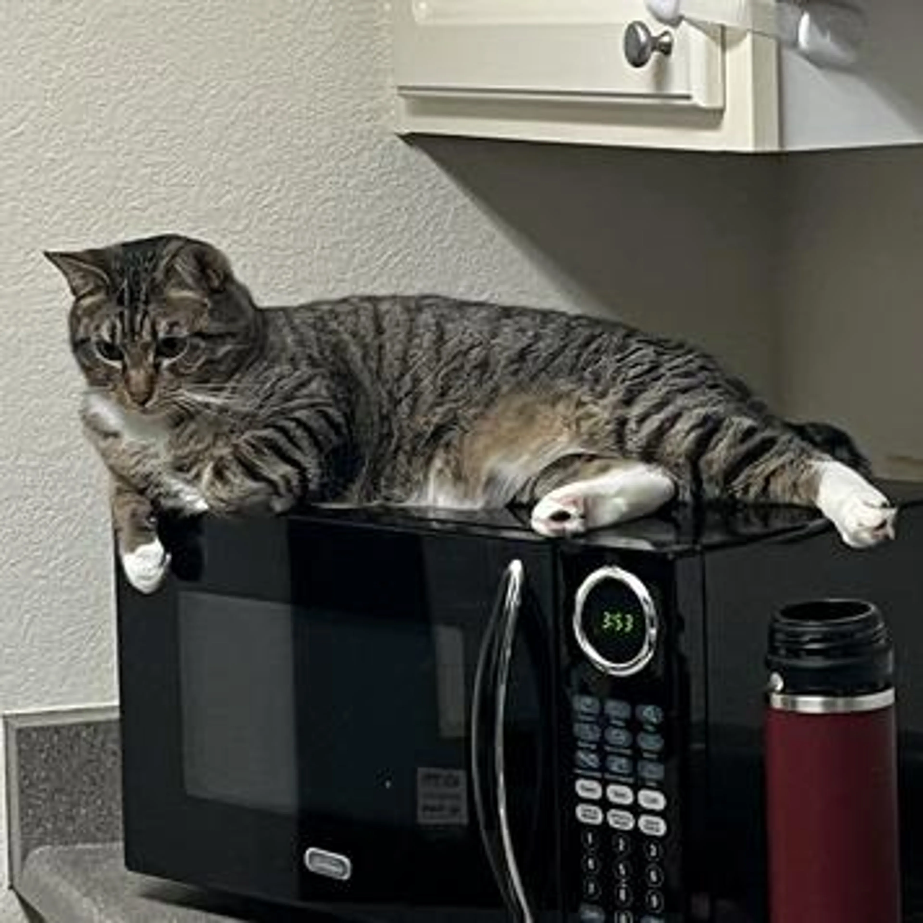 Found pet-1