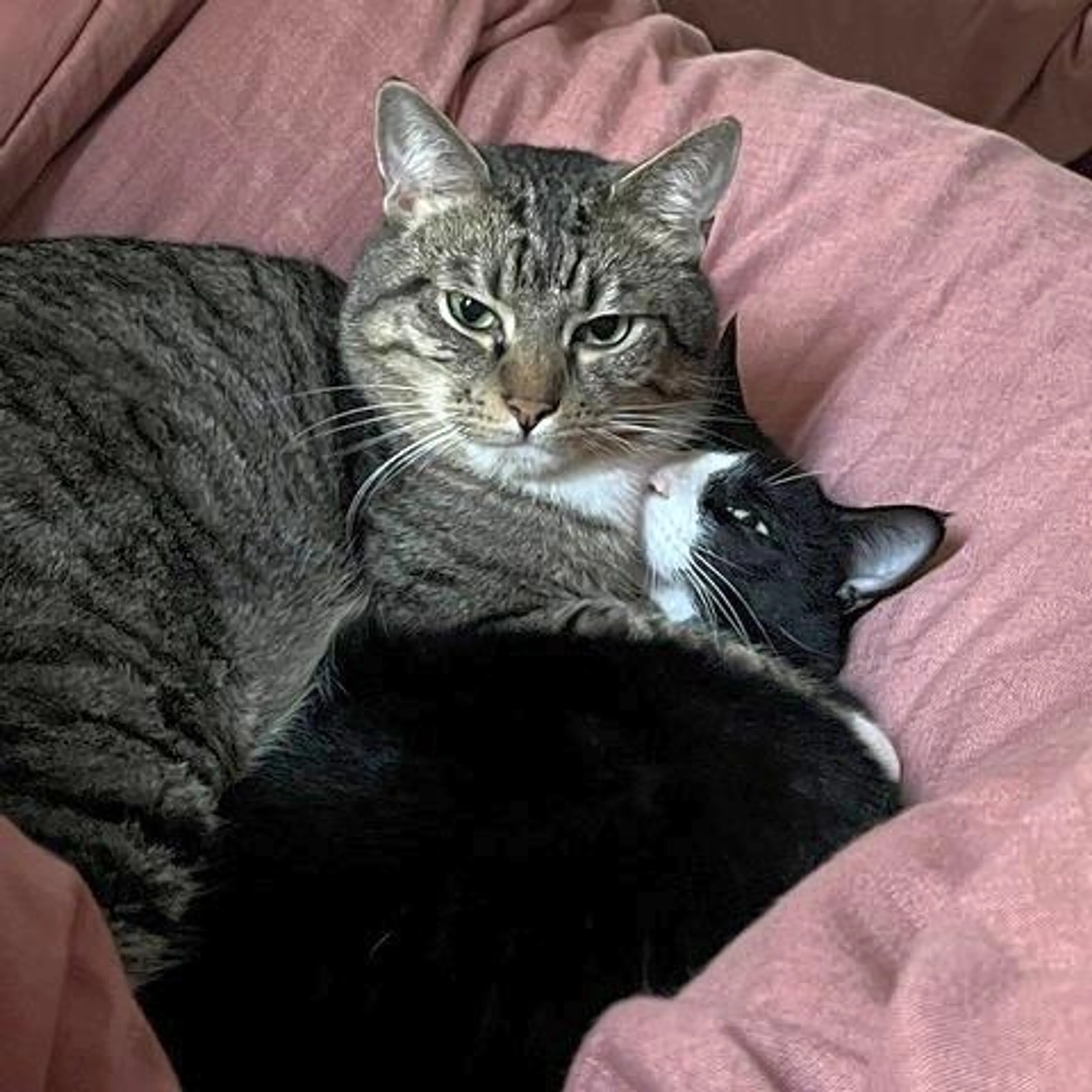 Found pet-5