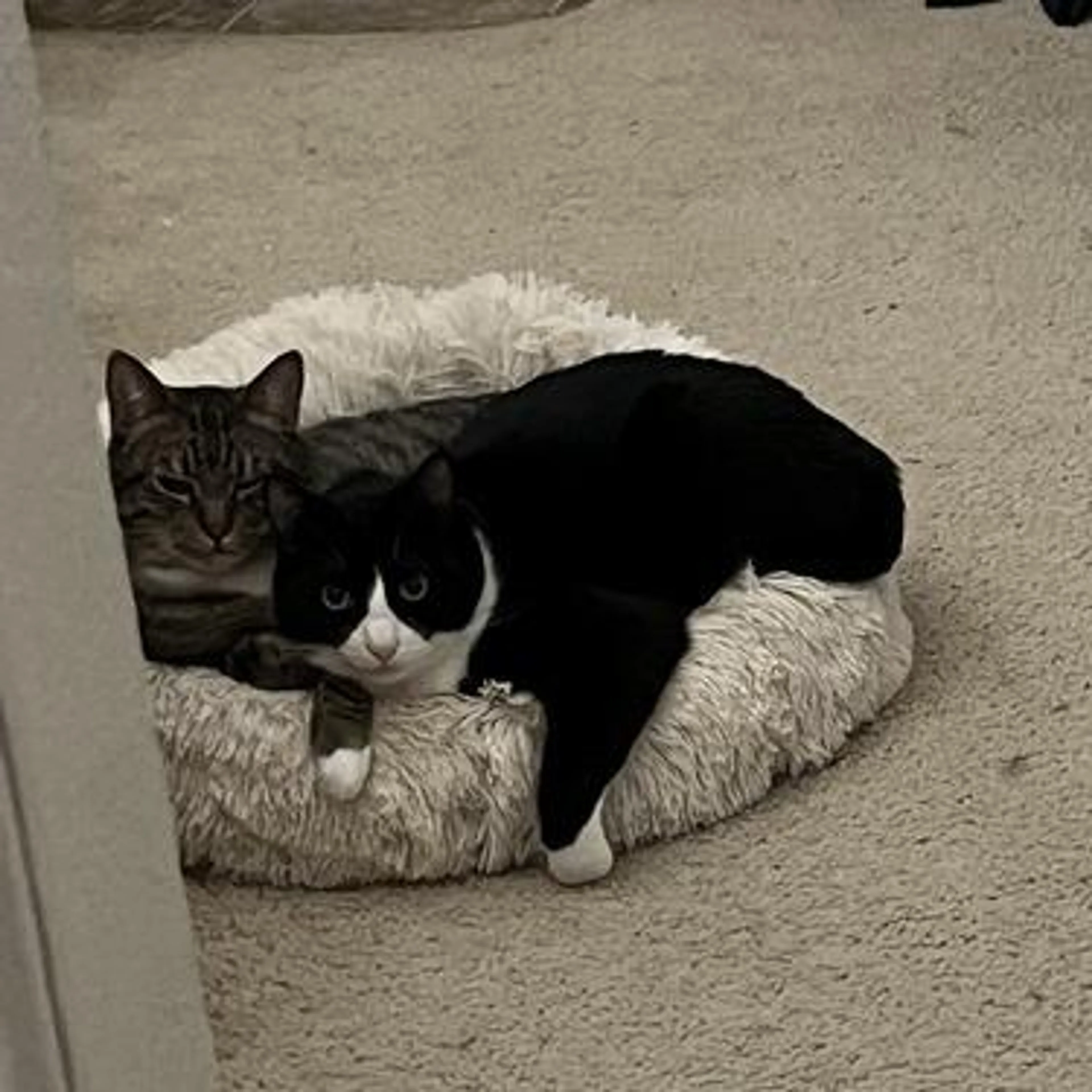 Found pet-0
