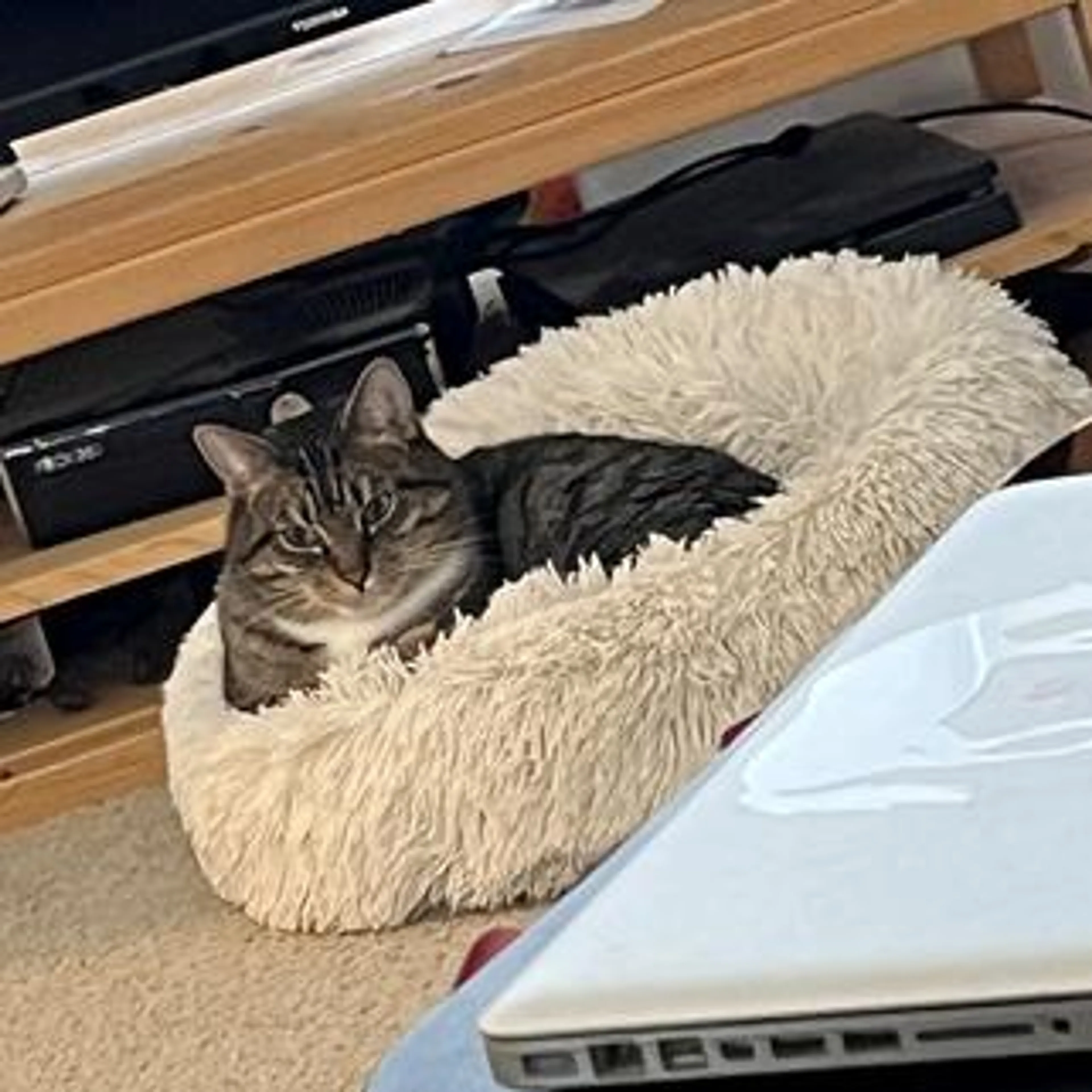 Found pet-4