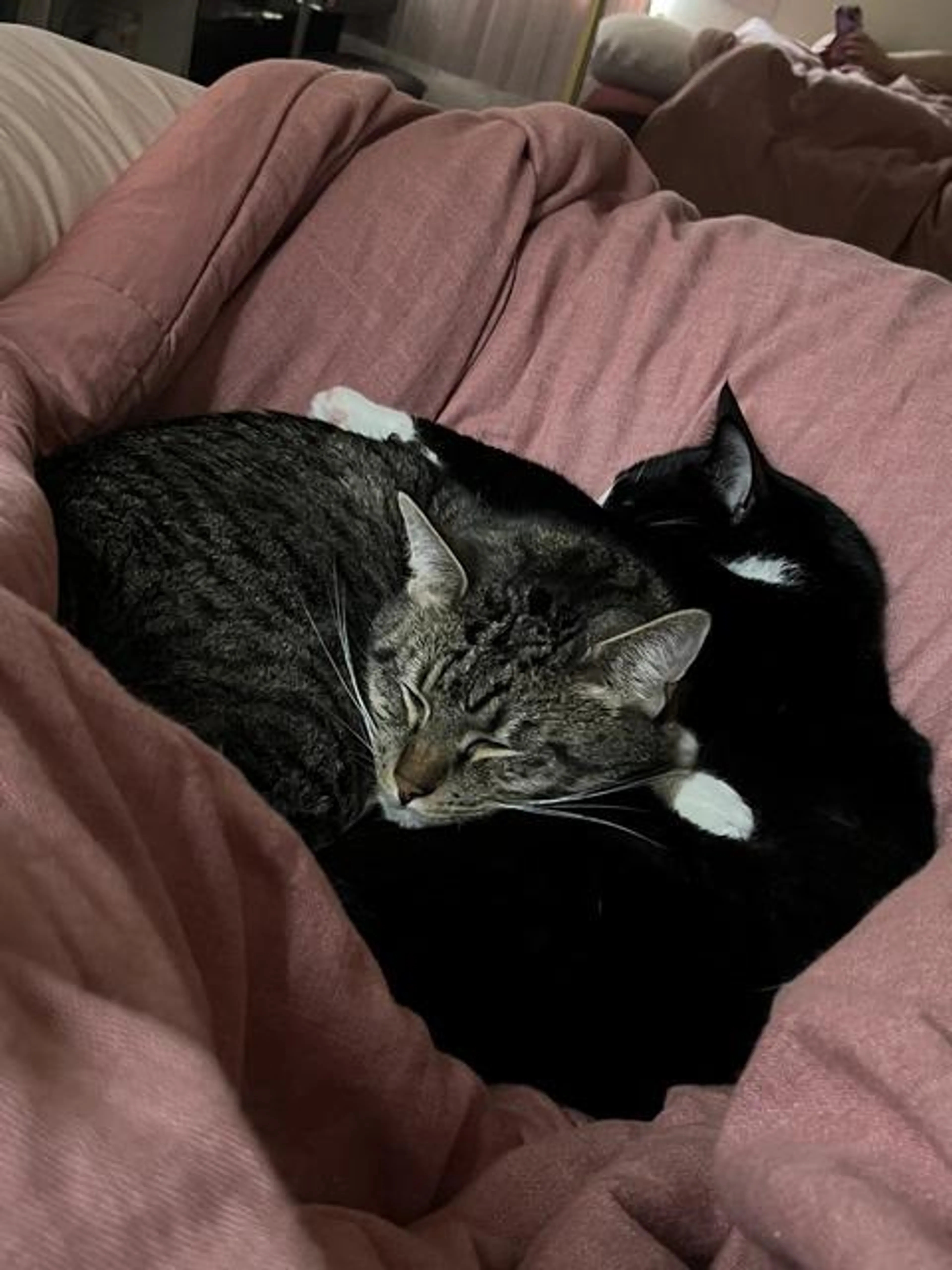 Found pet-2