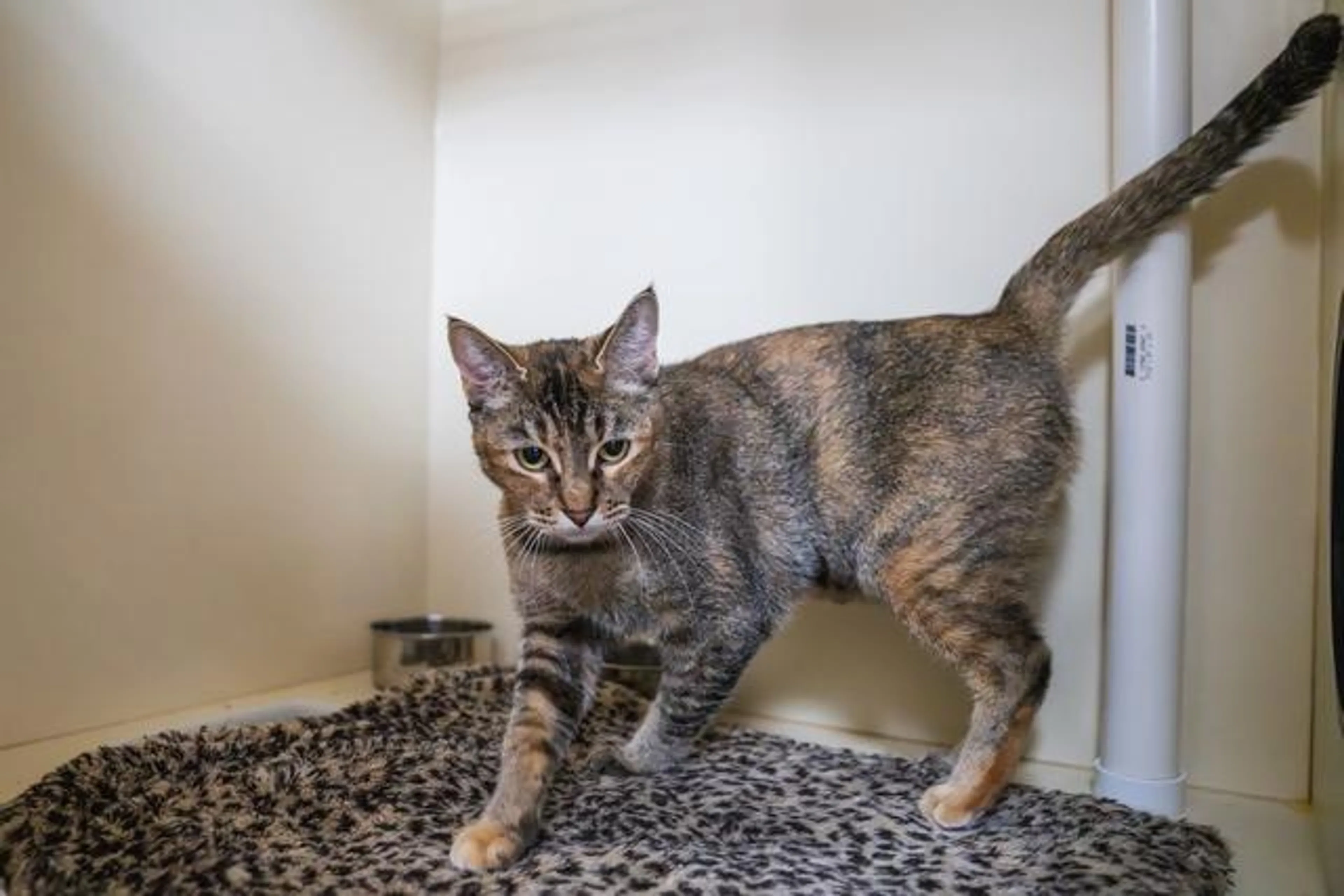 Found pet-4