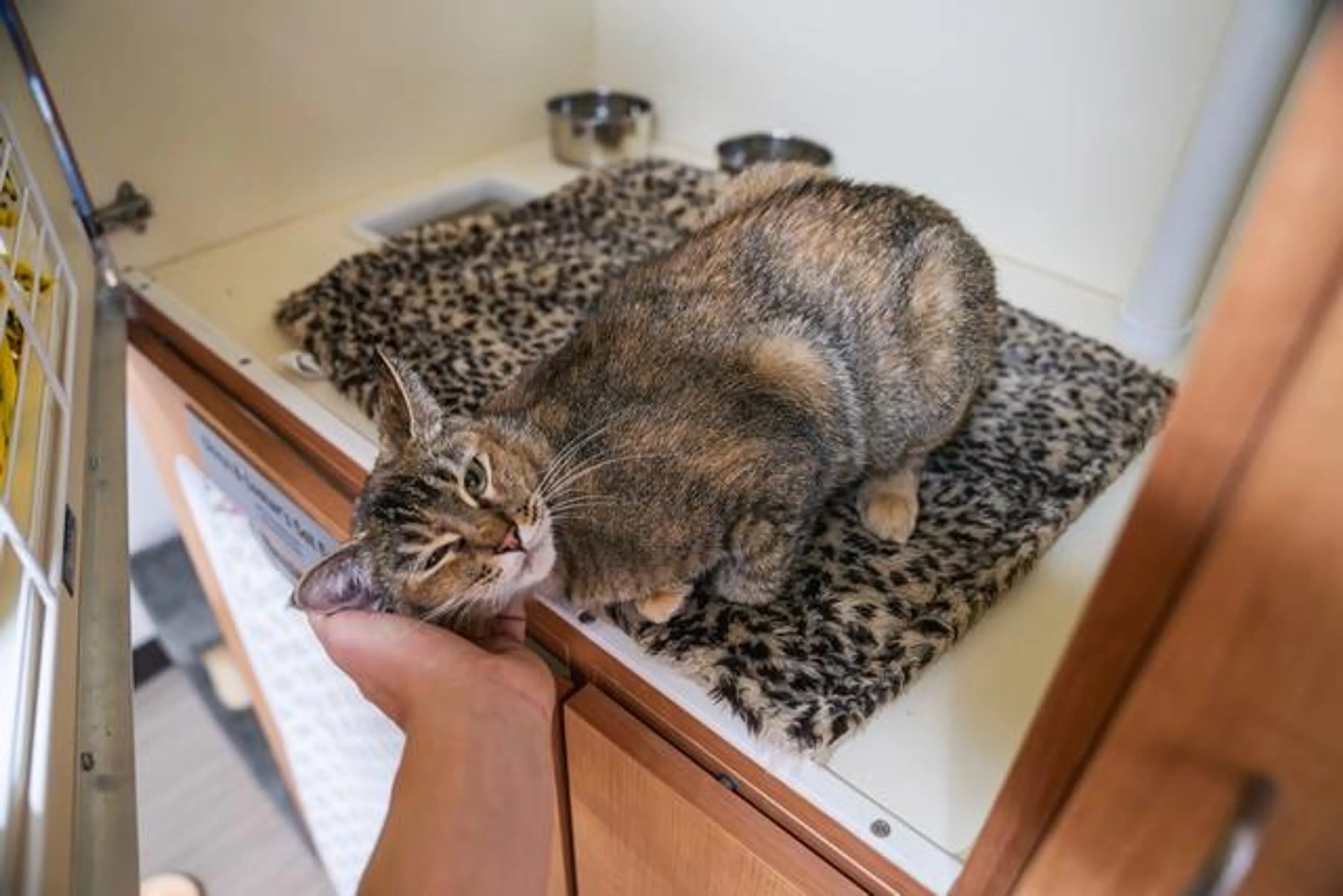 Found pet-5