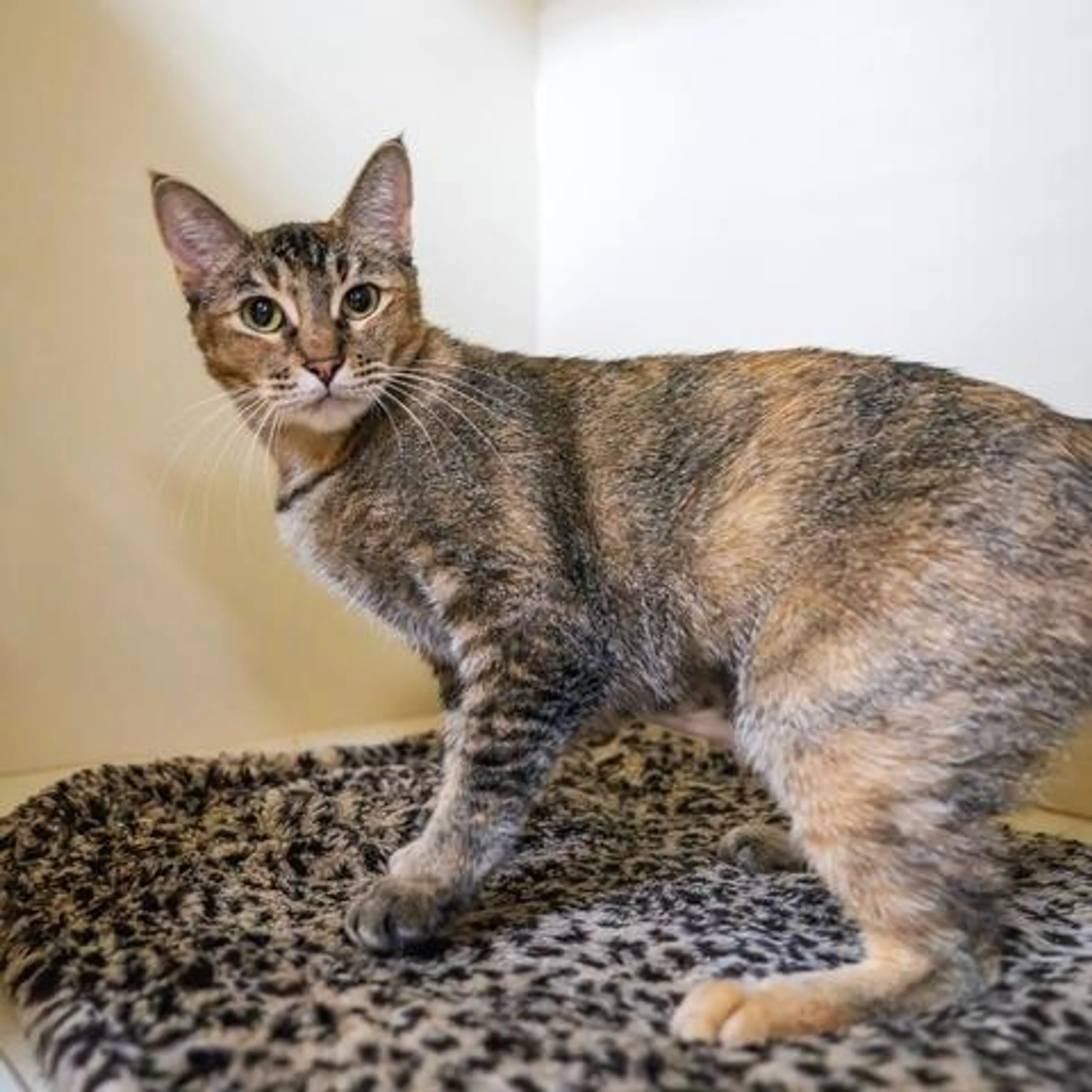 Found pet-2