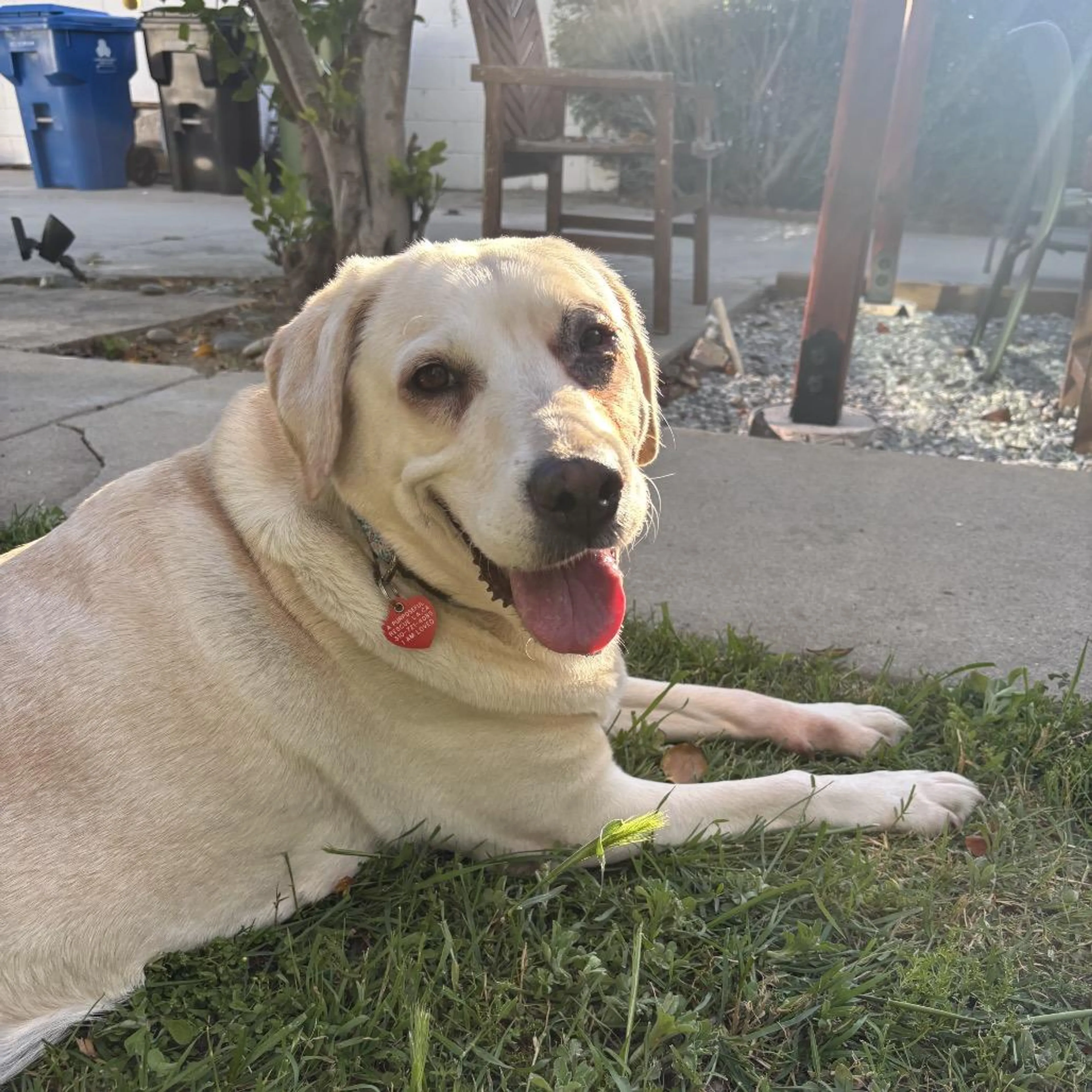 Found pet-3