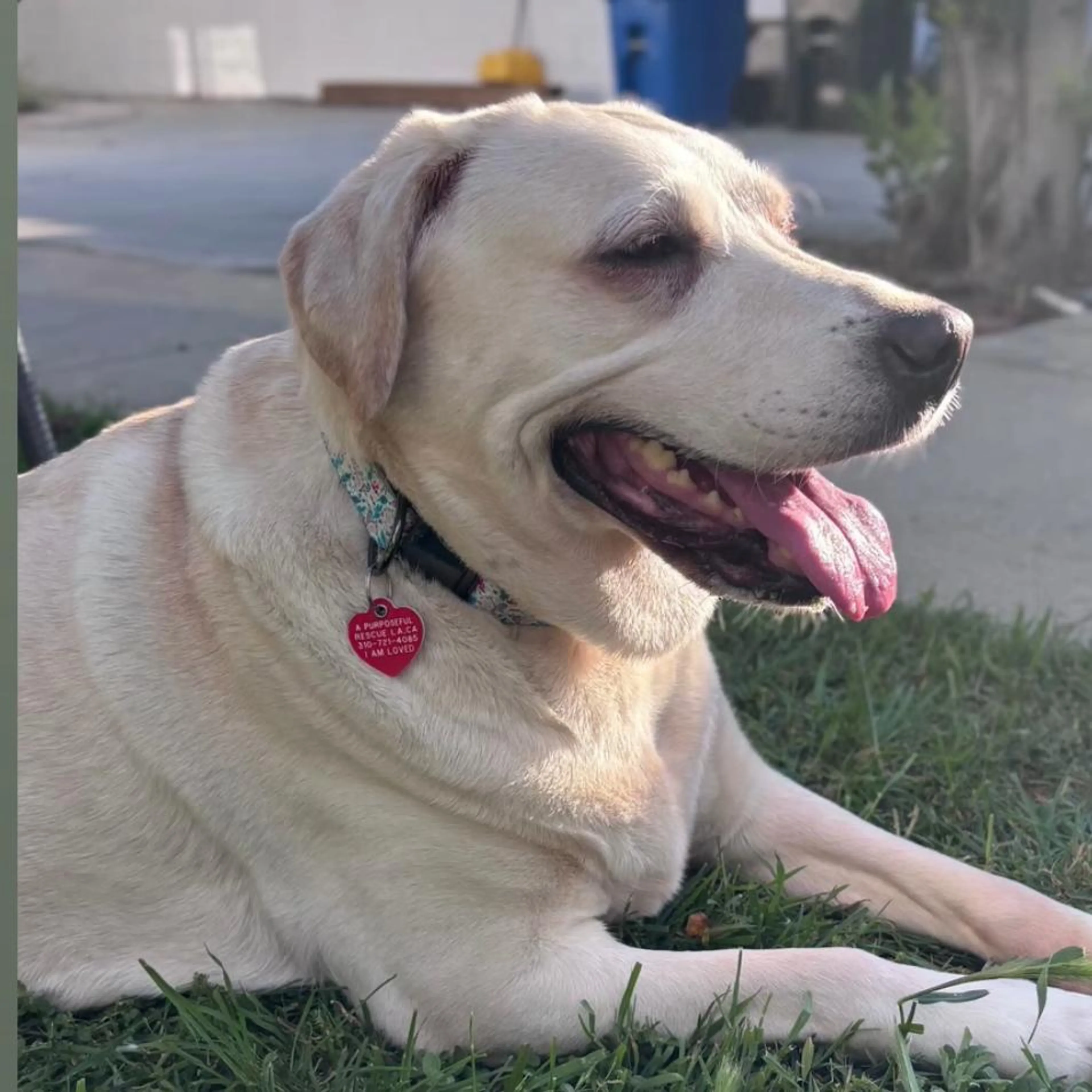 Found pet-1