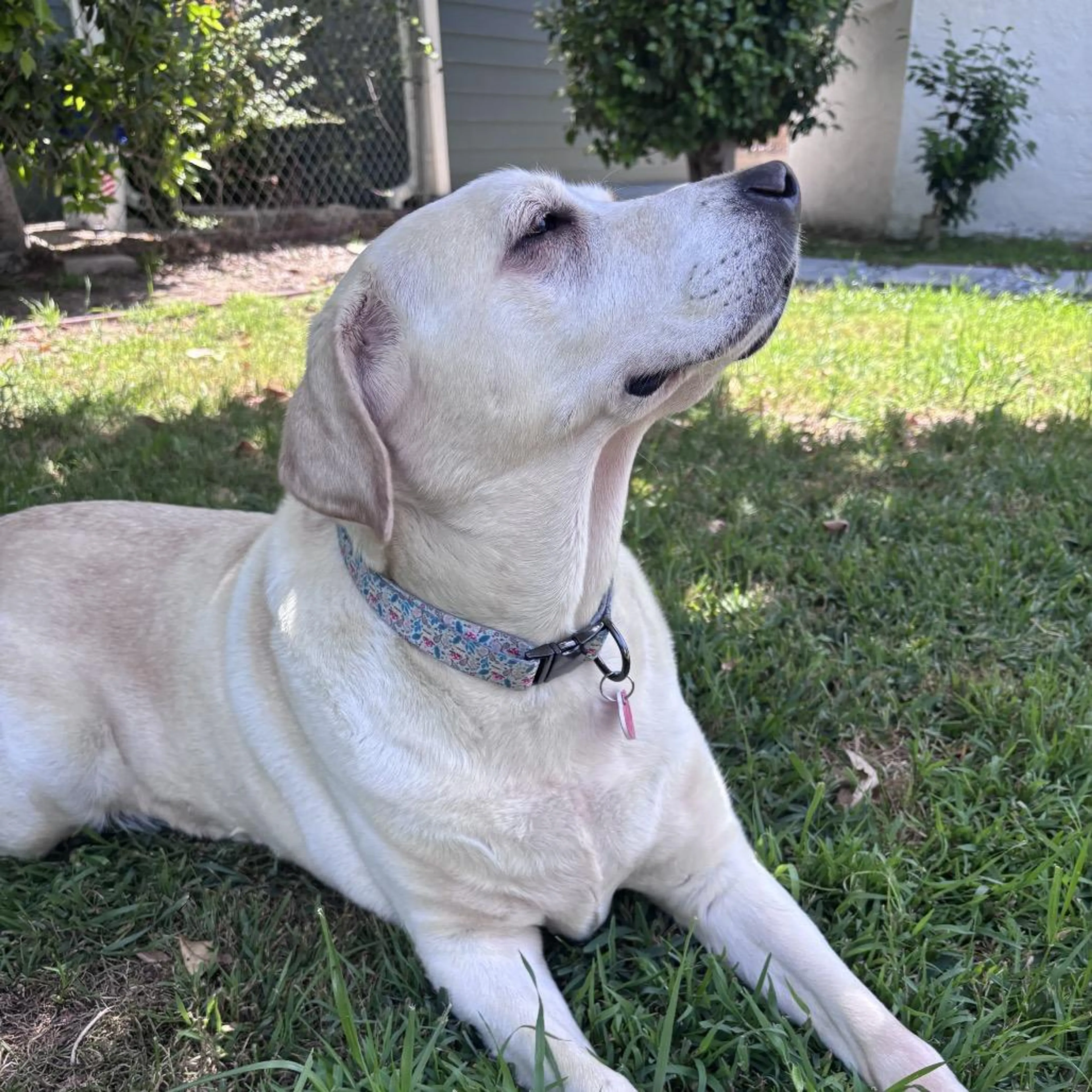 Found pet-0